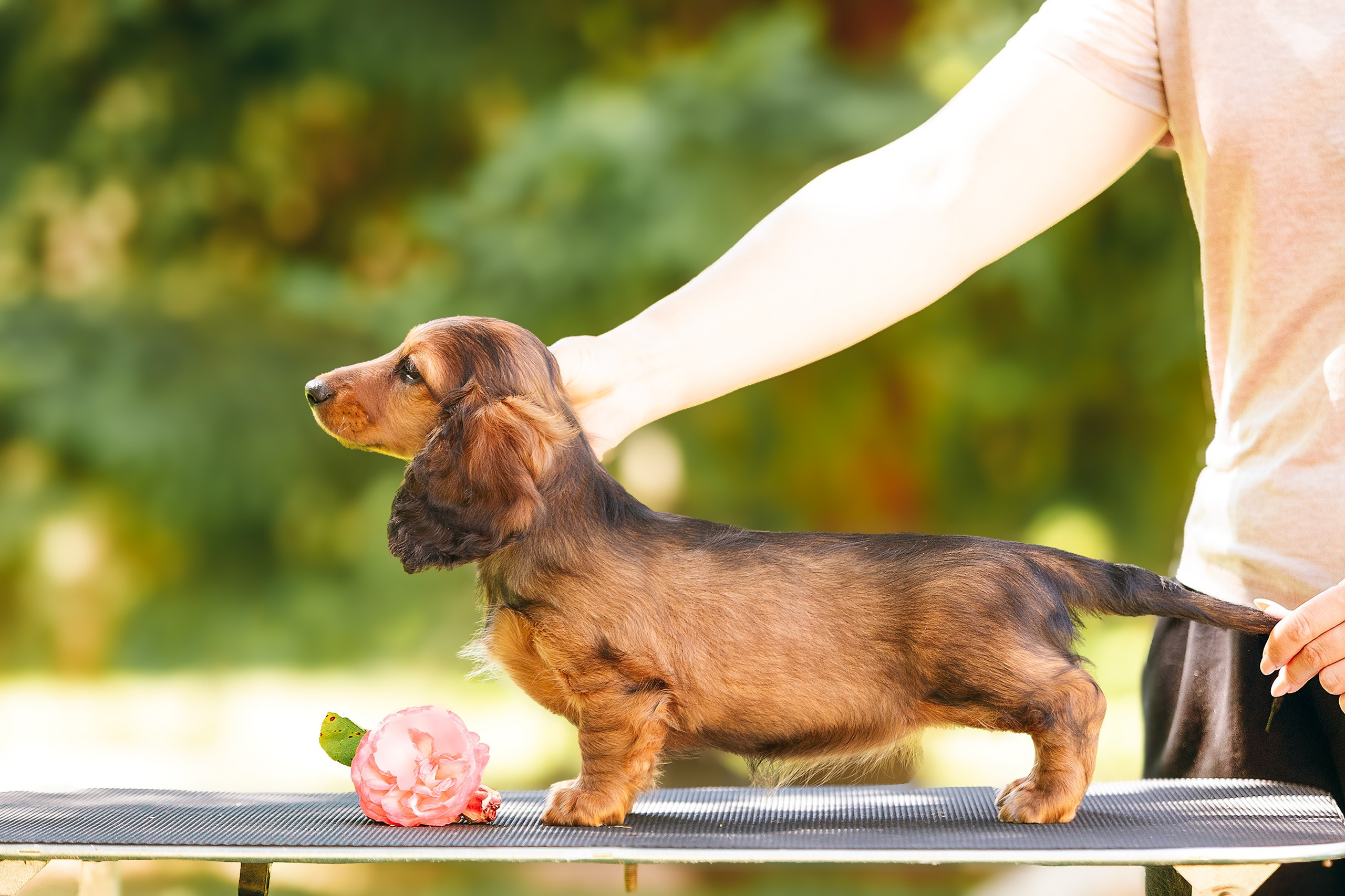 Фотосессии помётов щенков. Фотограф. Фотограф-анималист. Москва