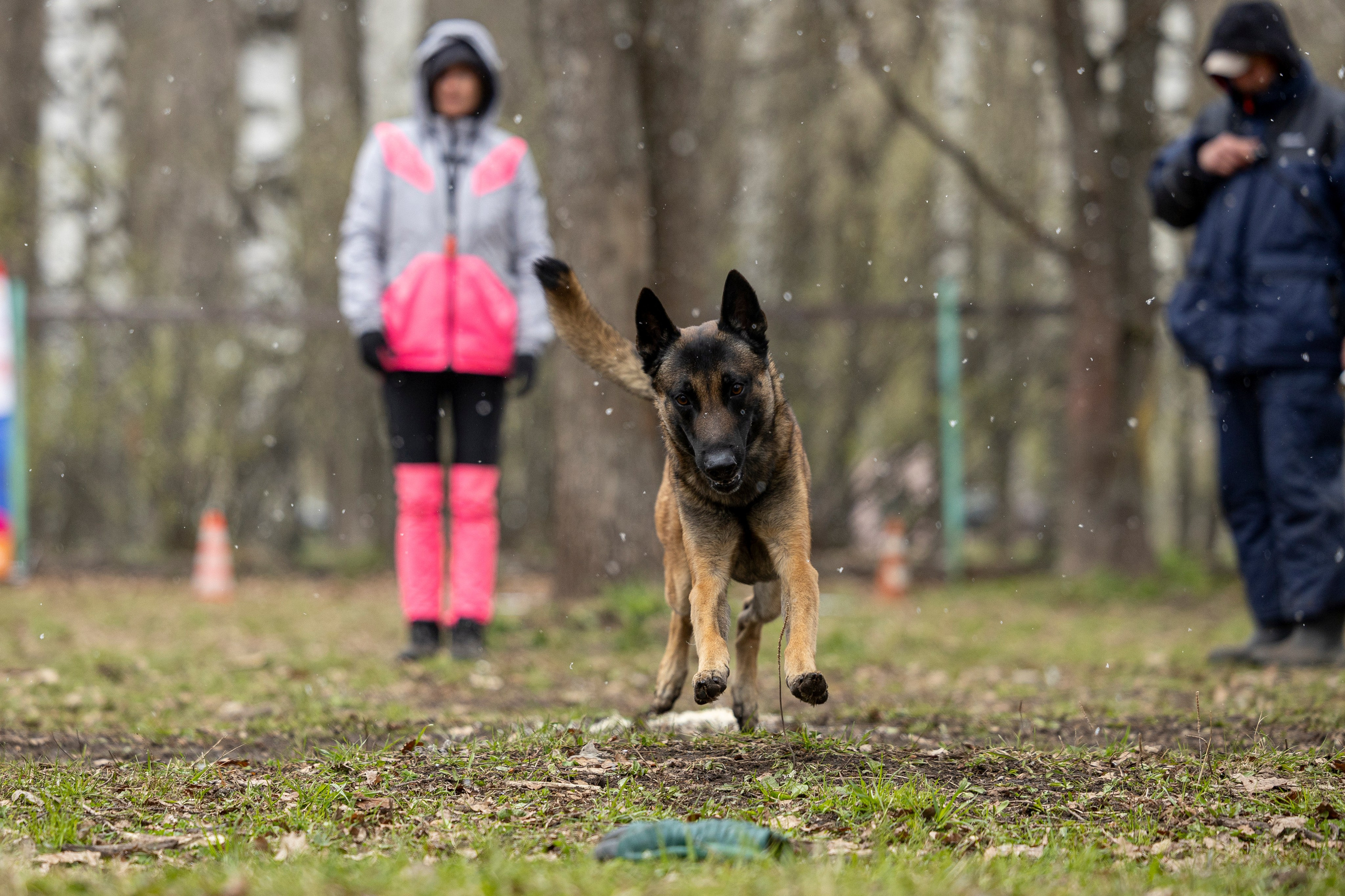 Квалификационные состязания по мондьорингу г. Вологда 11.05.24. Фотограф-анималист Анна Маринич