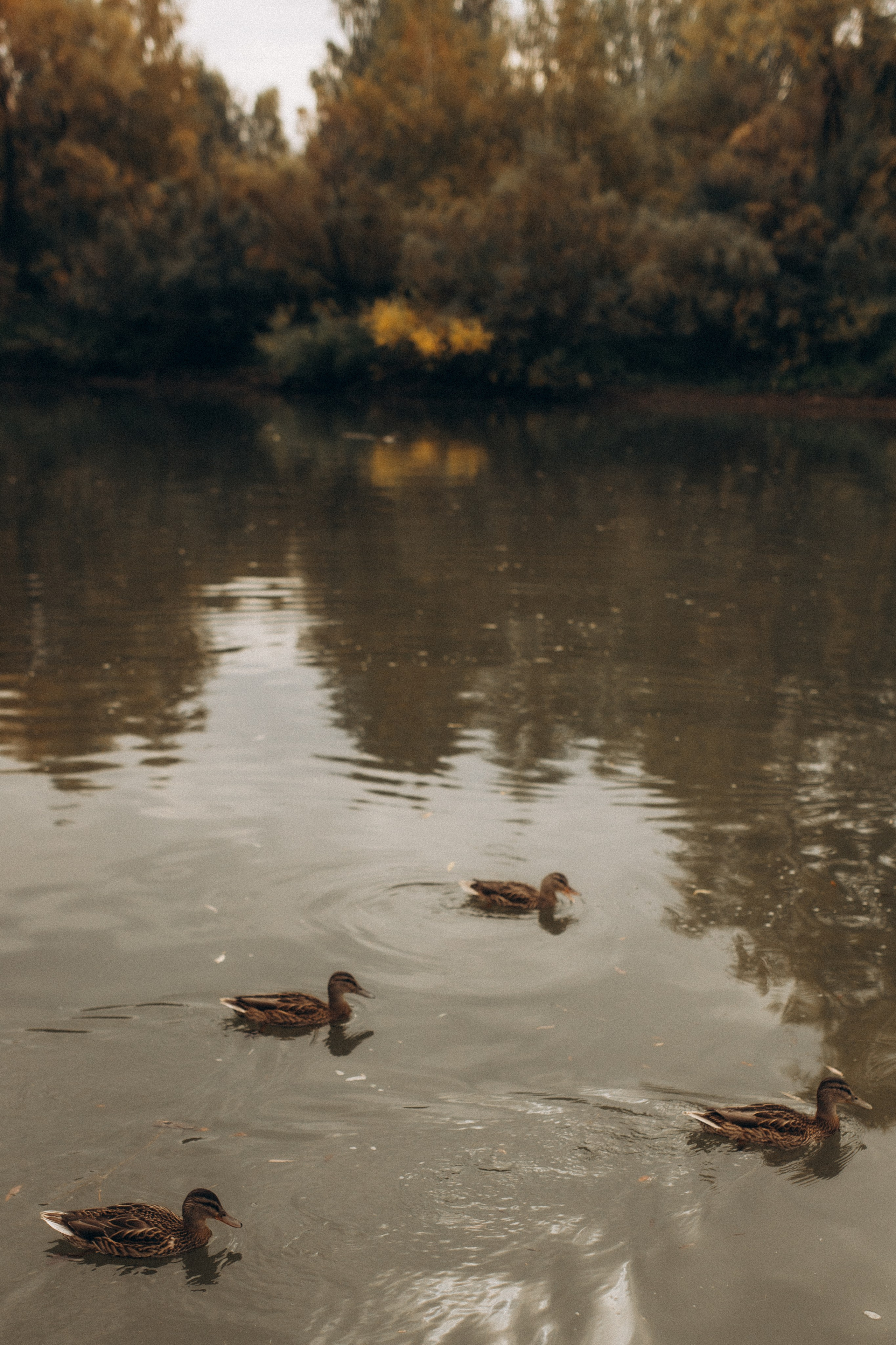 Прогулка по городу, осень. Семейный фотограф lifestyle в Новосибирске Елена Шпилевая