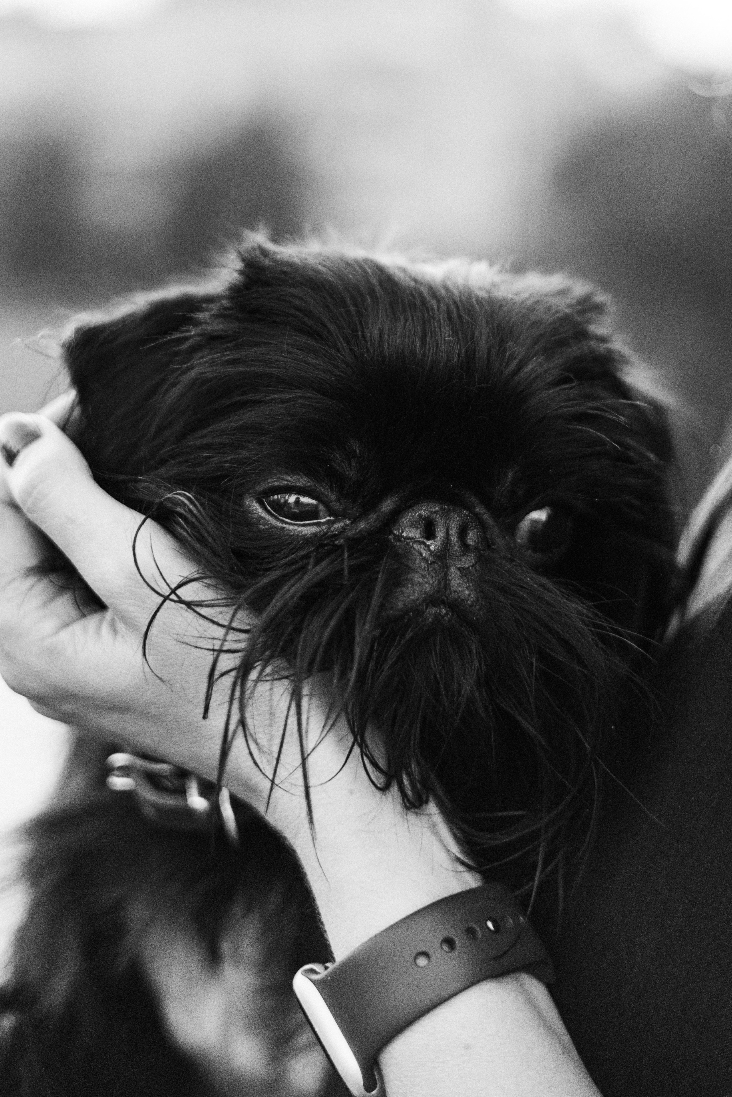 Ася и Кузя. Фотограф анималист Осипчикова Мария