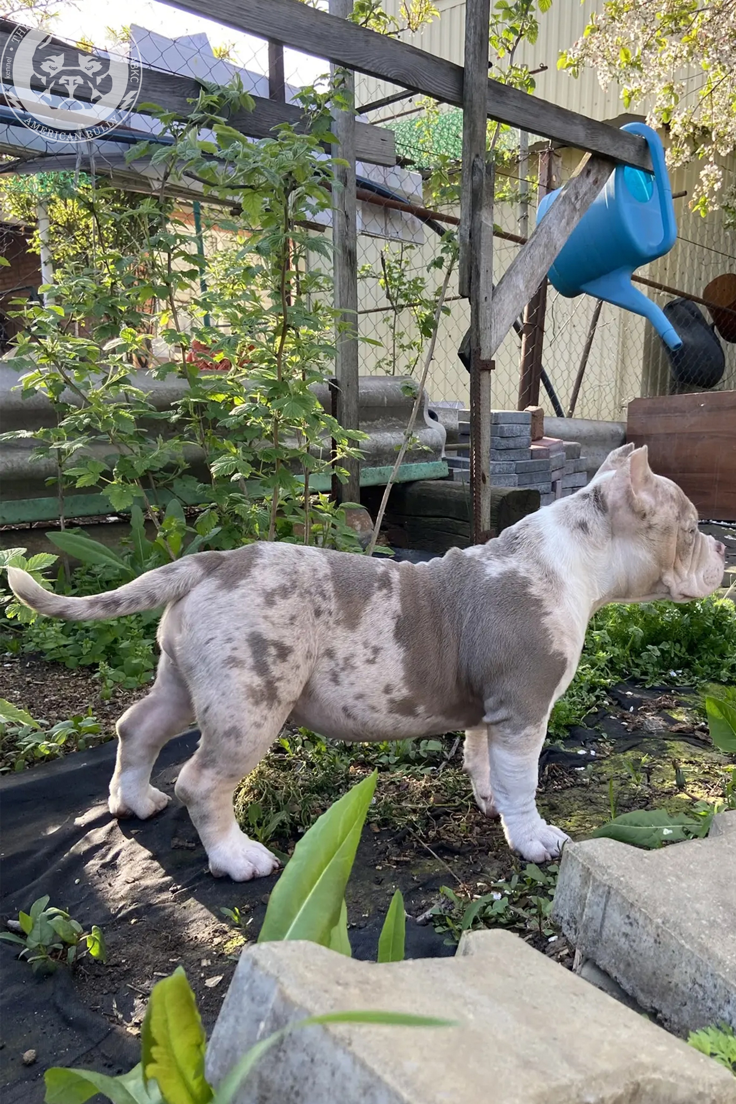 Свободные щенки Американский Булли, в типах покет, классик, стандарт. Американский Булли в г. Ростов-на-Дону. Питомник THE POWER OF SIBERIA