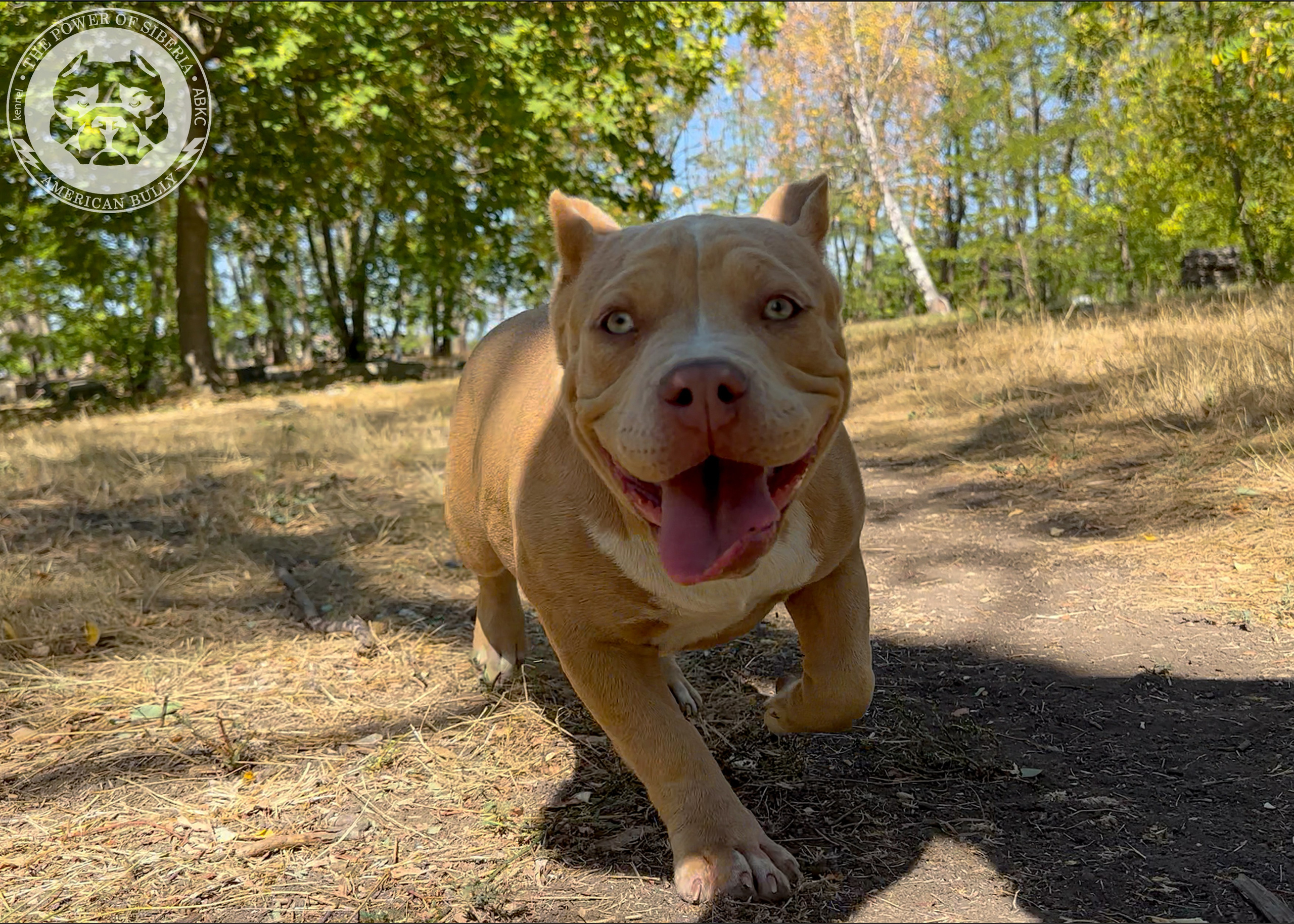 Помет Каспер и Тагира. 21.04.25. Американский Булли в г. Ростов-на-Дону. Питомник THE POWER OF SIBERIA