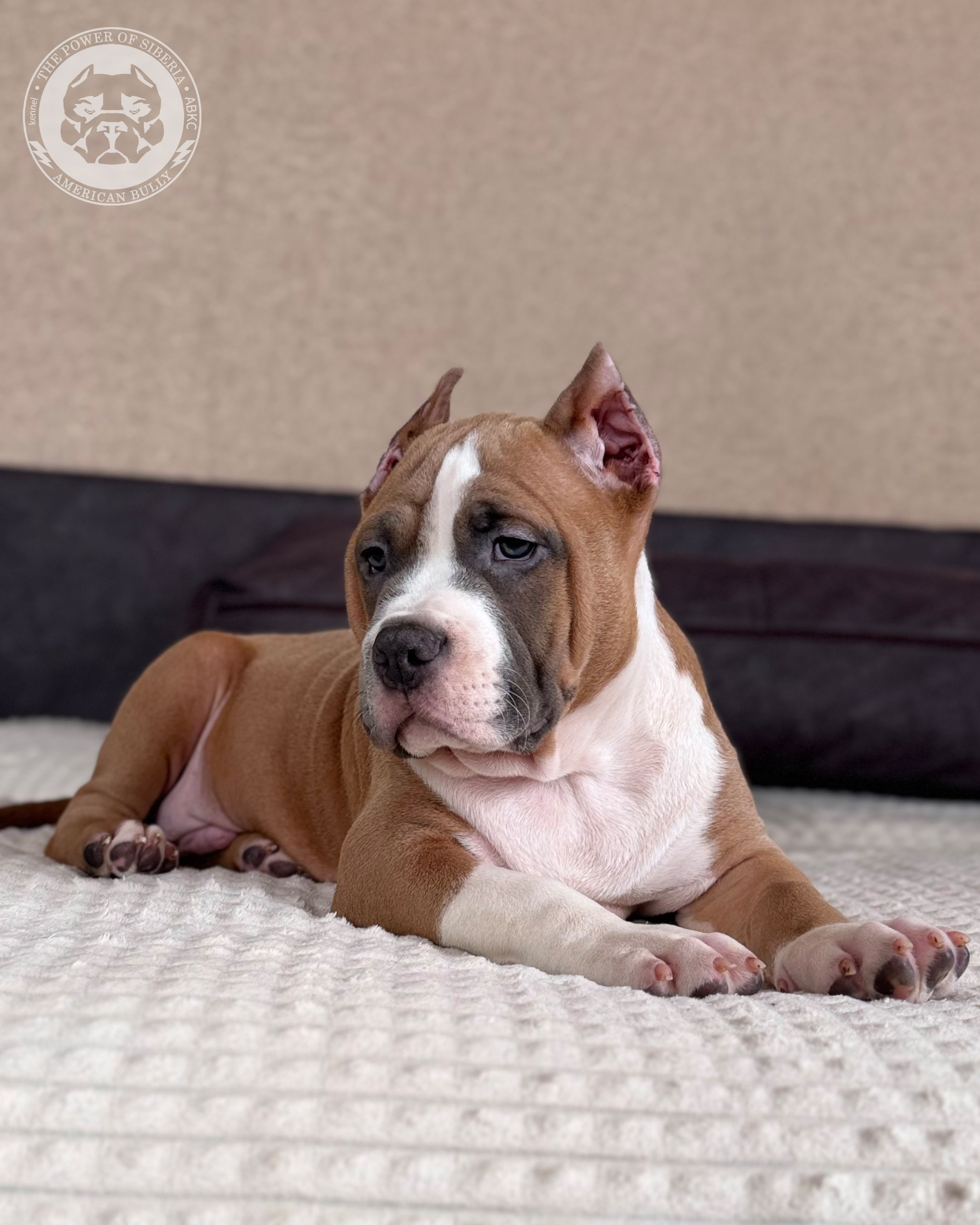 13.12.25-Мия-Турук. Американский Булли в г. Ростов-на-Дону. Питомник THE POWER OF SIBERIA