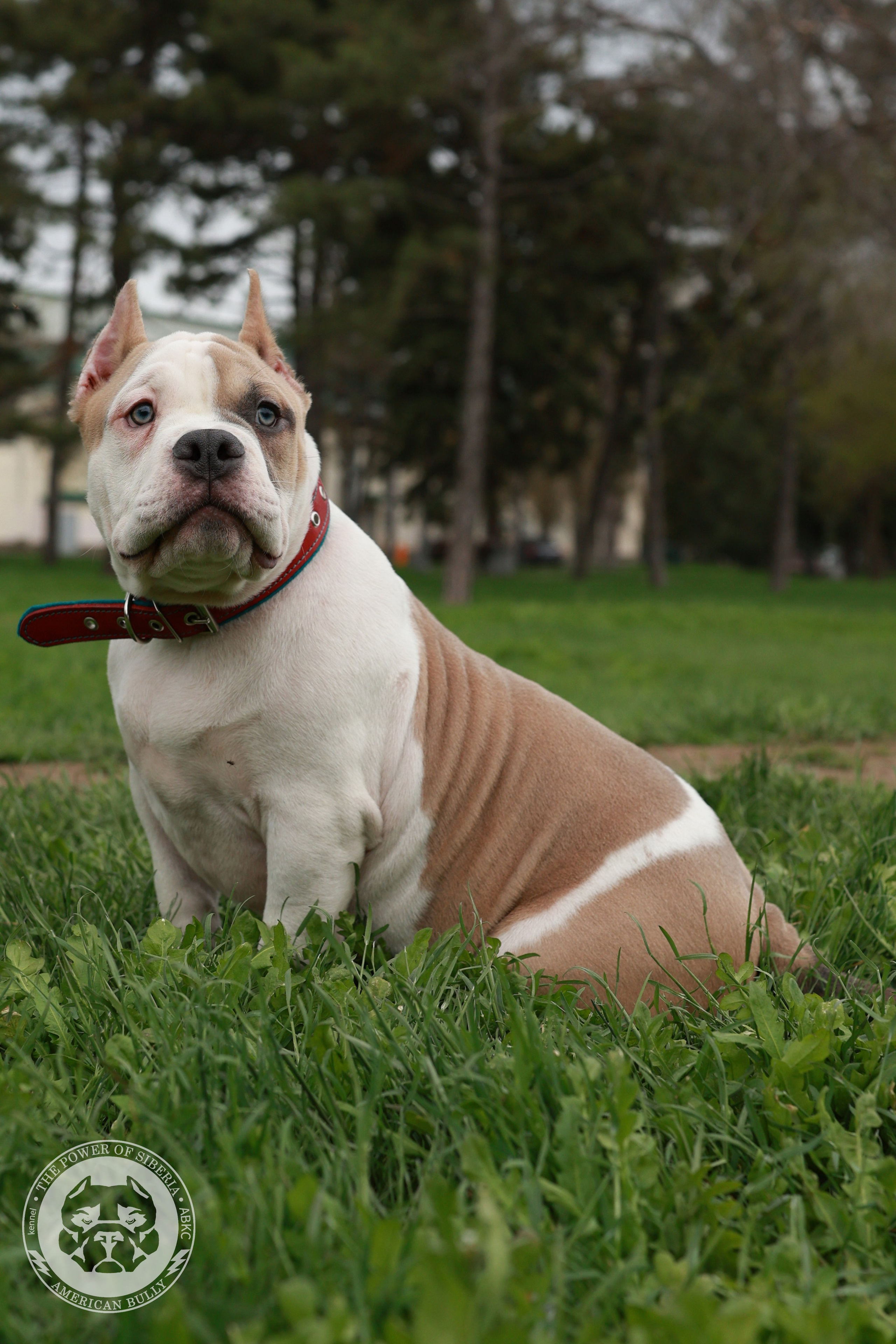 Свободные щенки Американский Булли, в типах покет, классик, стандарт. Американский Булли в г. Ростов-на-Дону. Питомник THE POWER OF SIBERIA