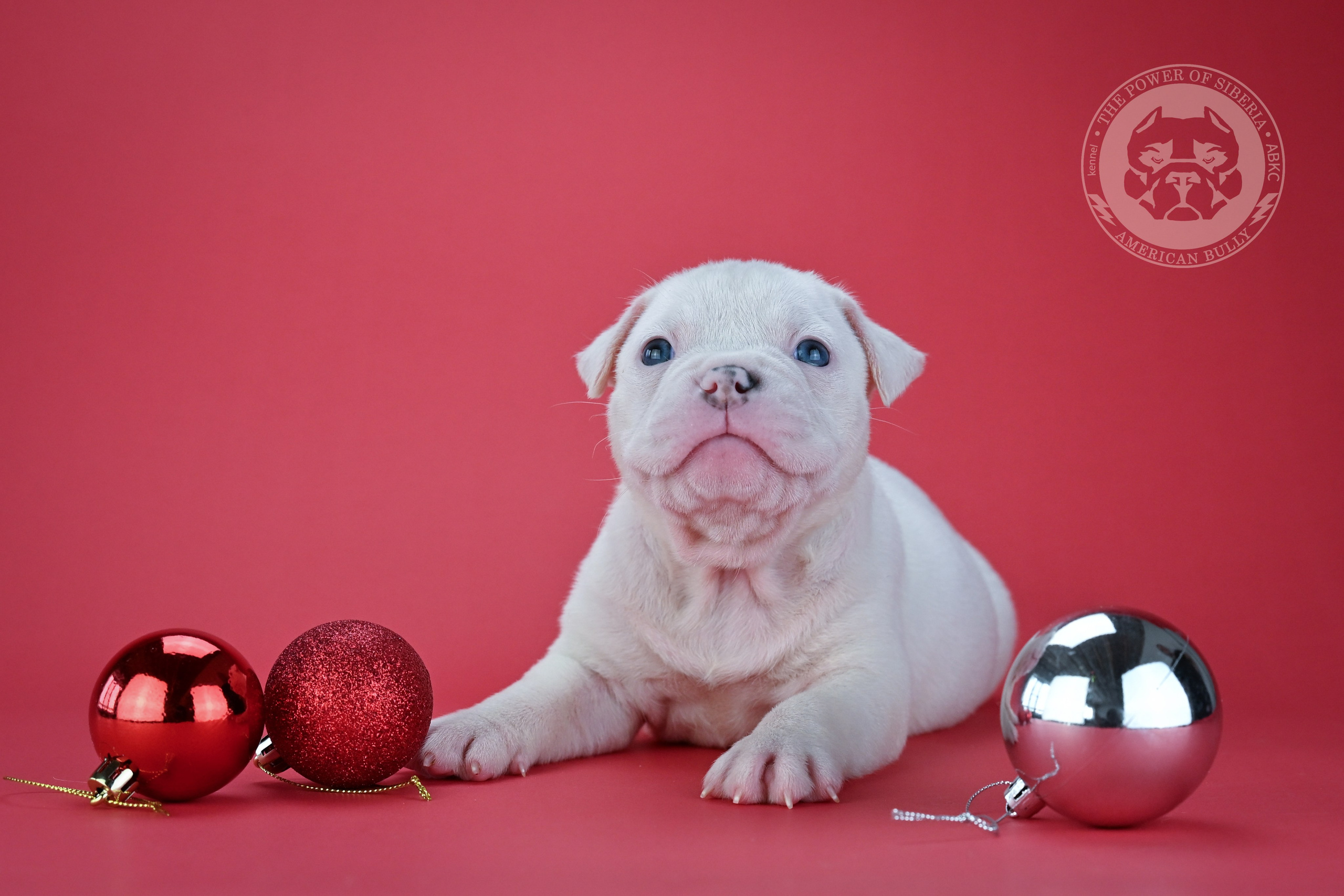 Свободные щенки Американский Булли покет. Американский Булли в г. Ростов-на-Дону. Питомник THE POWER OF SIBERIA