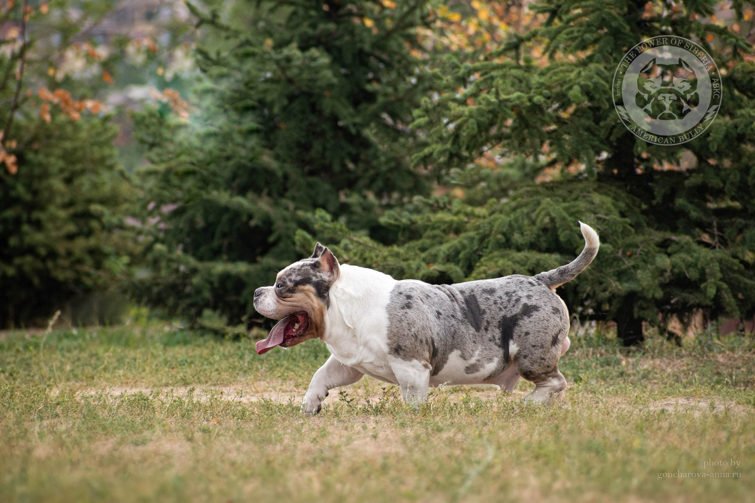 Августовские фотографии Каспера. Американский Булли в г. Ростов-на-Дону. Питомник THE POWER OF SIBERIA