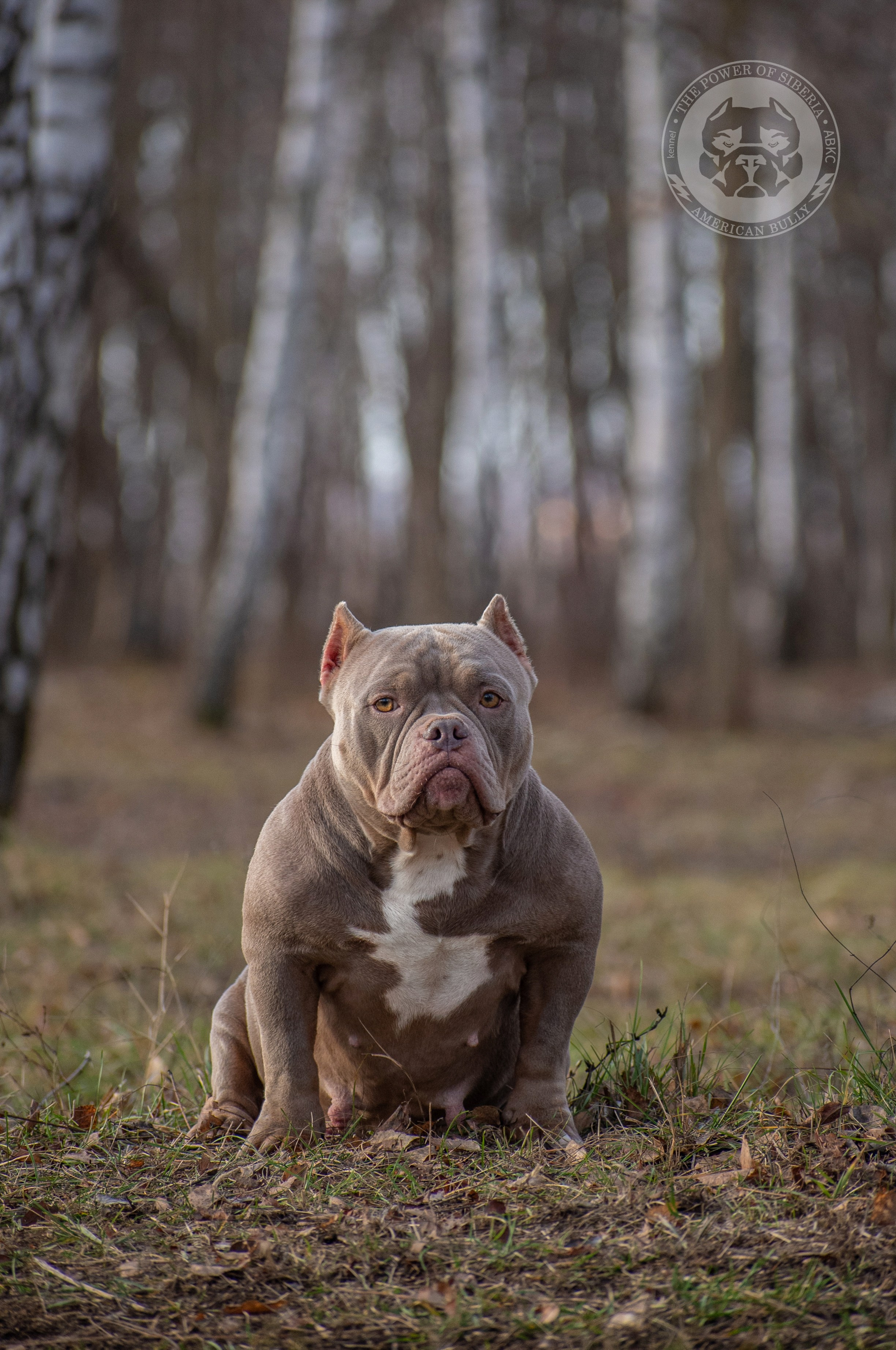 официальный питомник American Bully в Перми