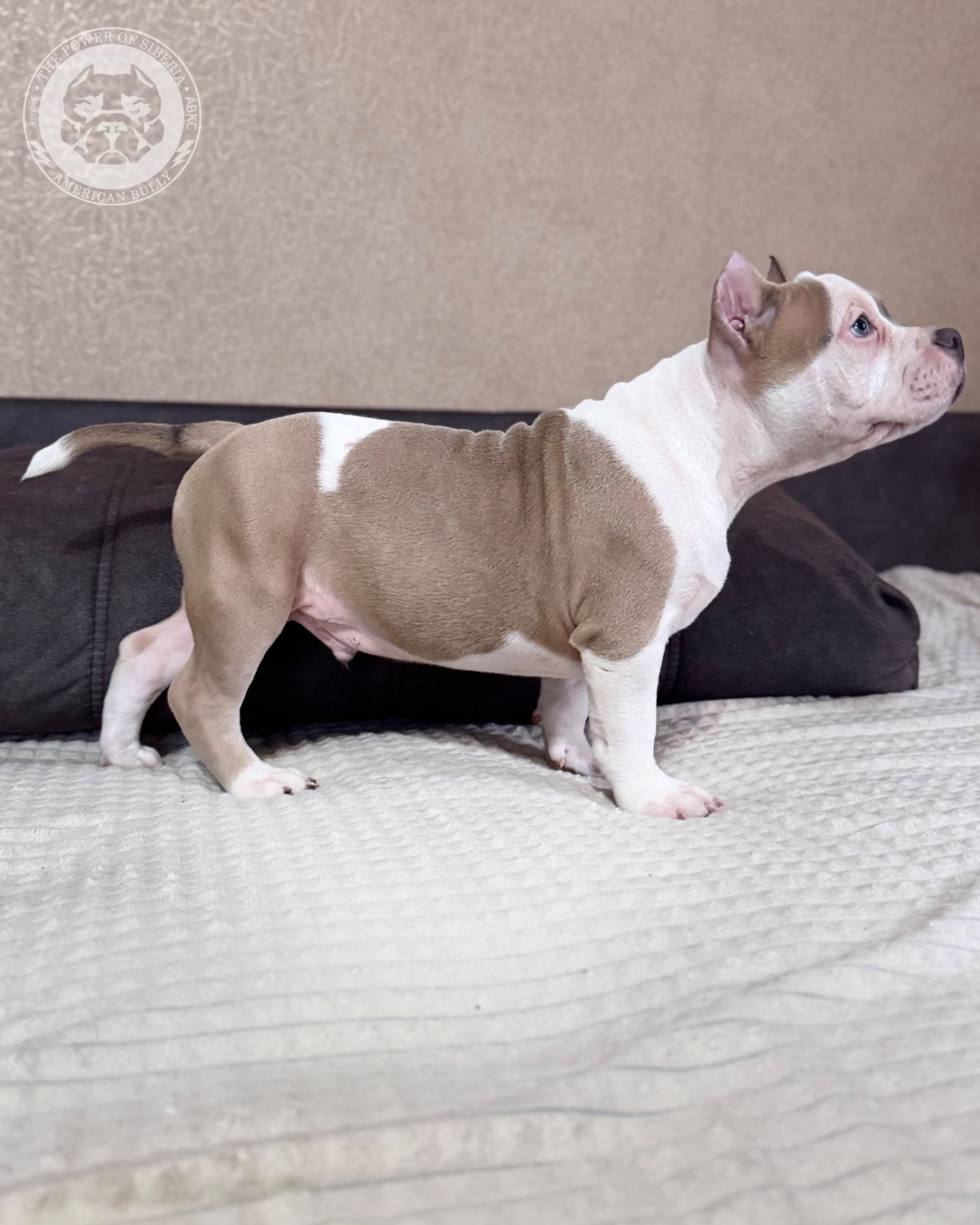 13.12.25-Мия-Турук. Американский Булли в г. Ростов-на-Дону. Питомник THE POWER OF SIBERIA