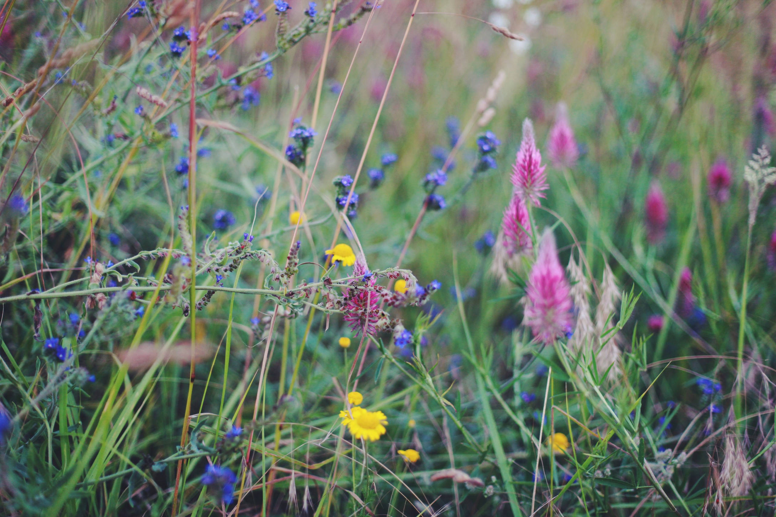 Болгария. Аня Степанова