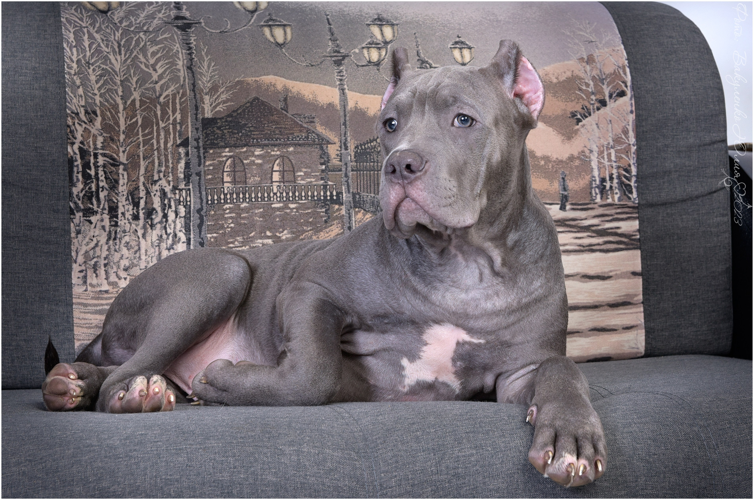 Студийная съемка. Фотограф анималист | семейный Юлия Вакуленко, г. Краснодар