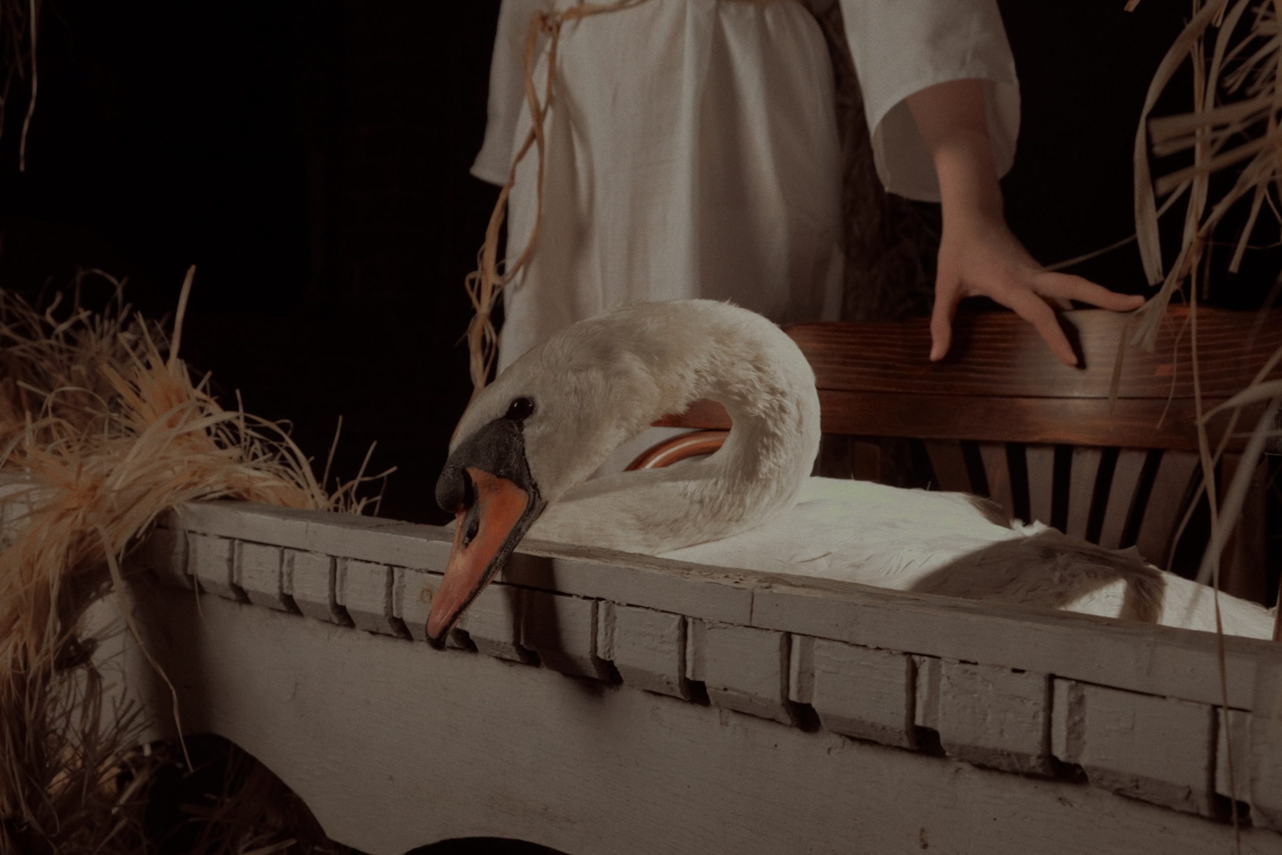 Гуси Лебеди. Фотограф Настя Лев