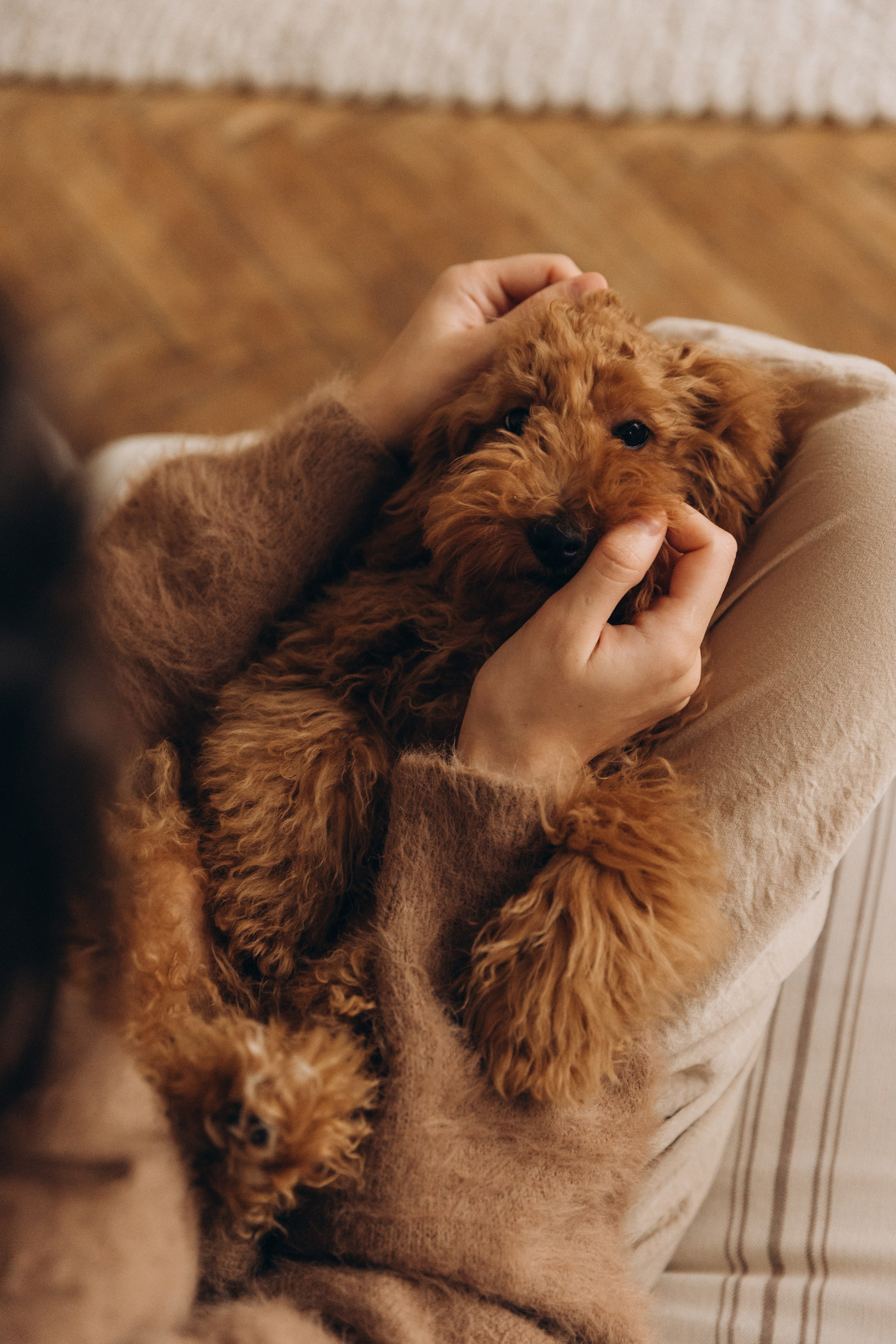 Ирина, Сергей и Эми. Фотограф Щелково/ Москва Татьяна Жучкова