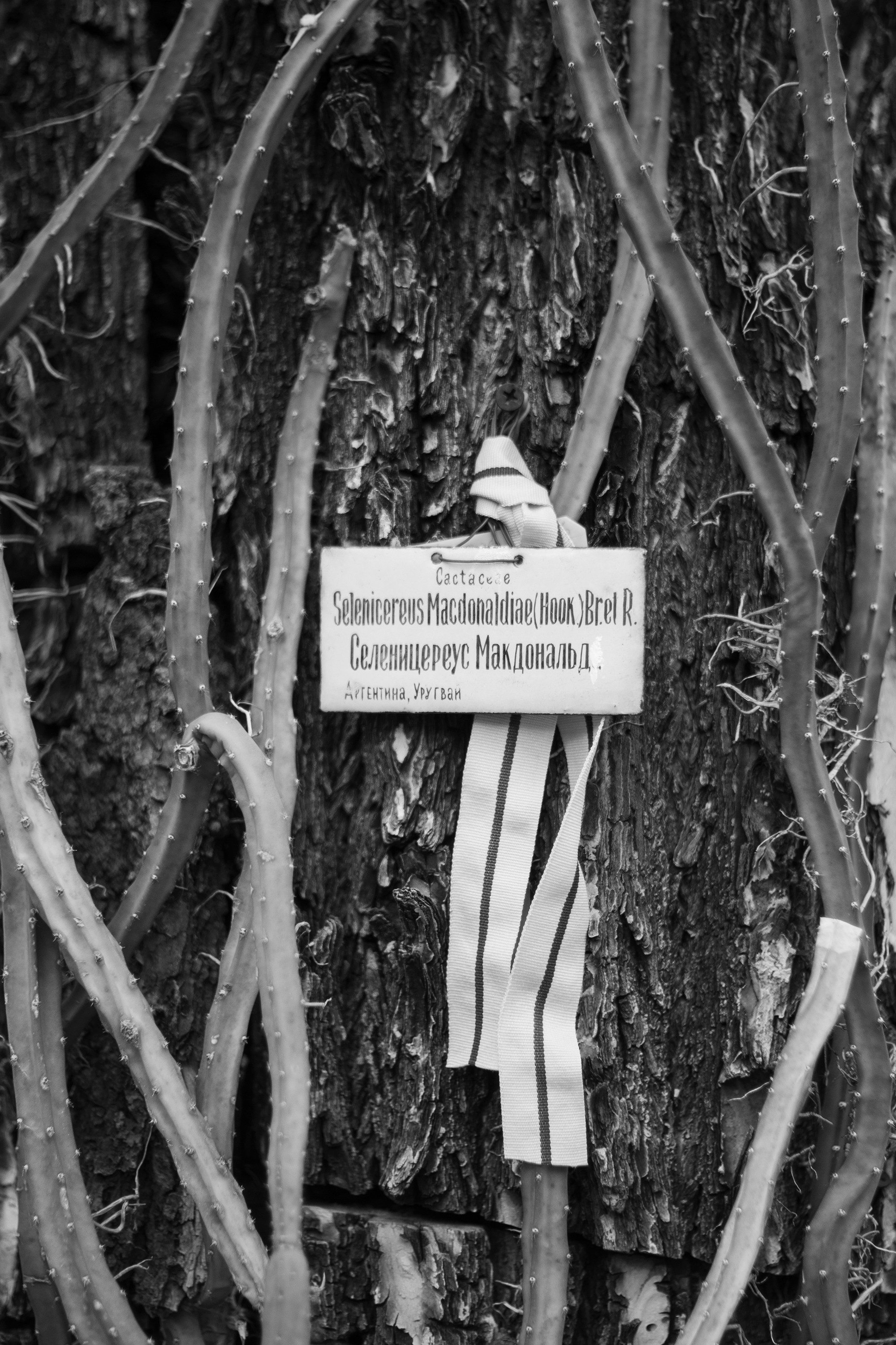 Портфолио. Фотограф Алла Добровицина