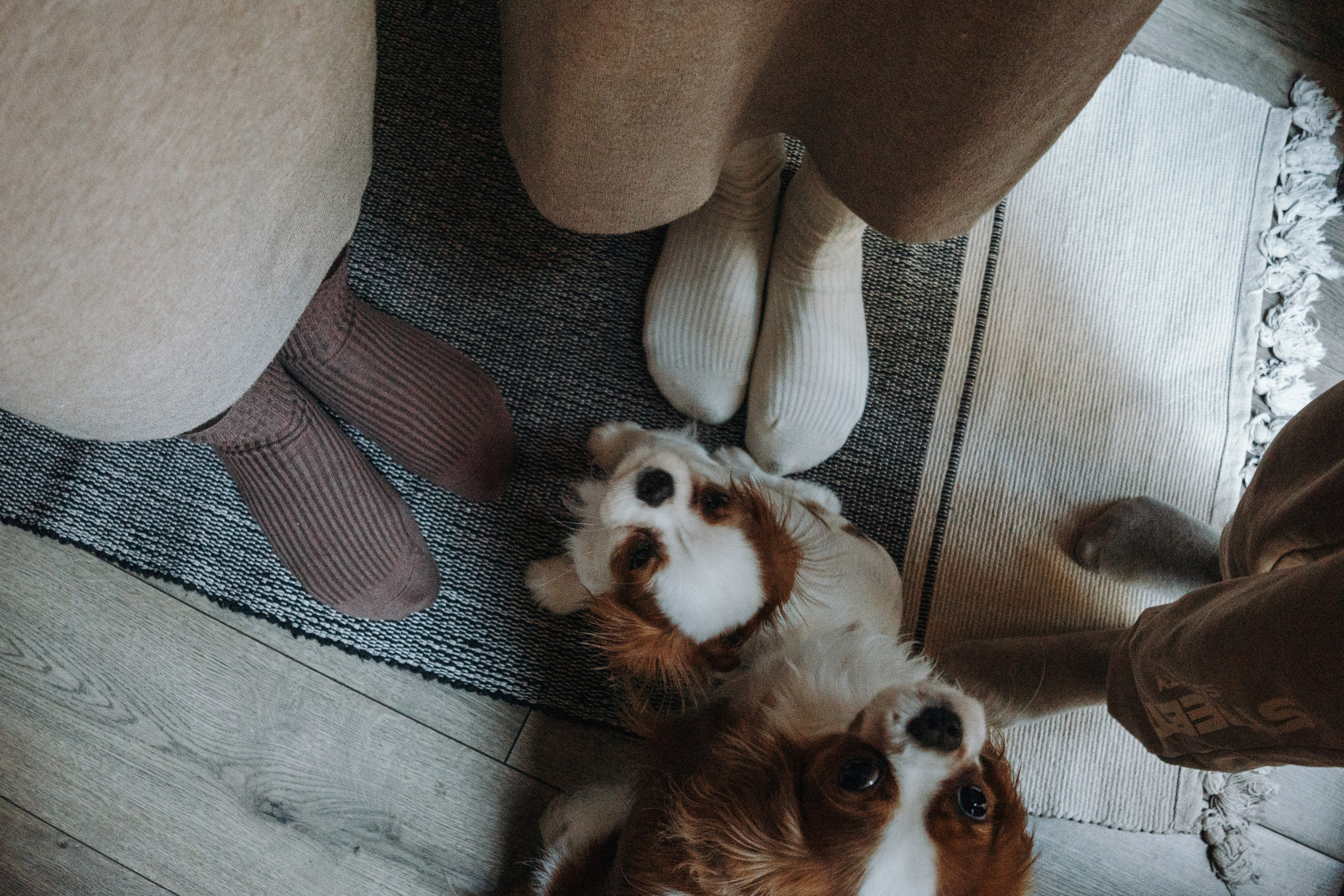 Семейная история. Фотограф — Анималист | Санкт-Петербург