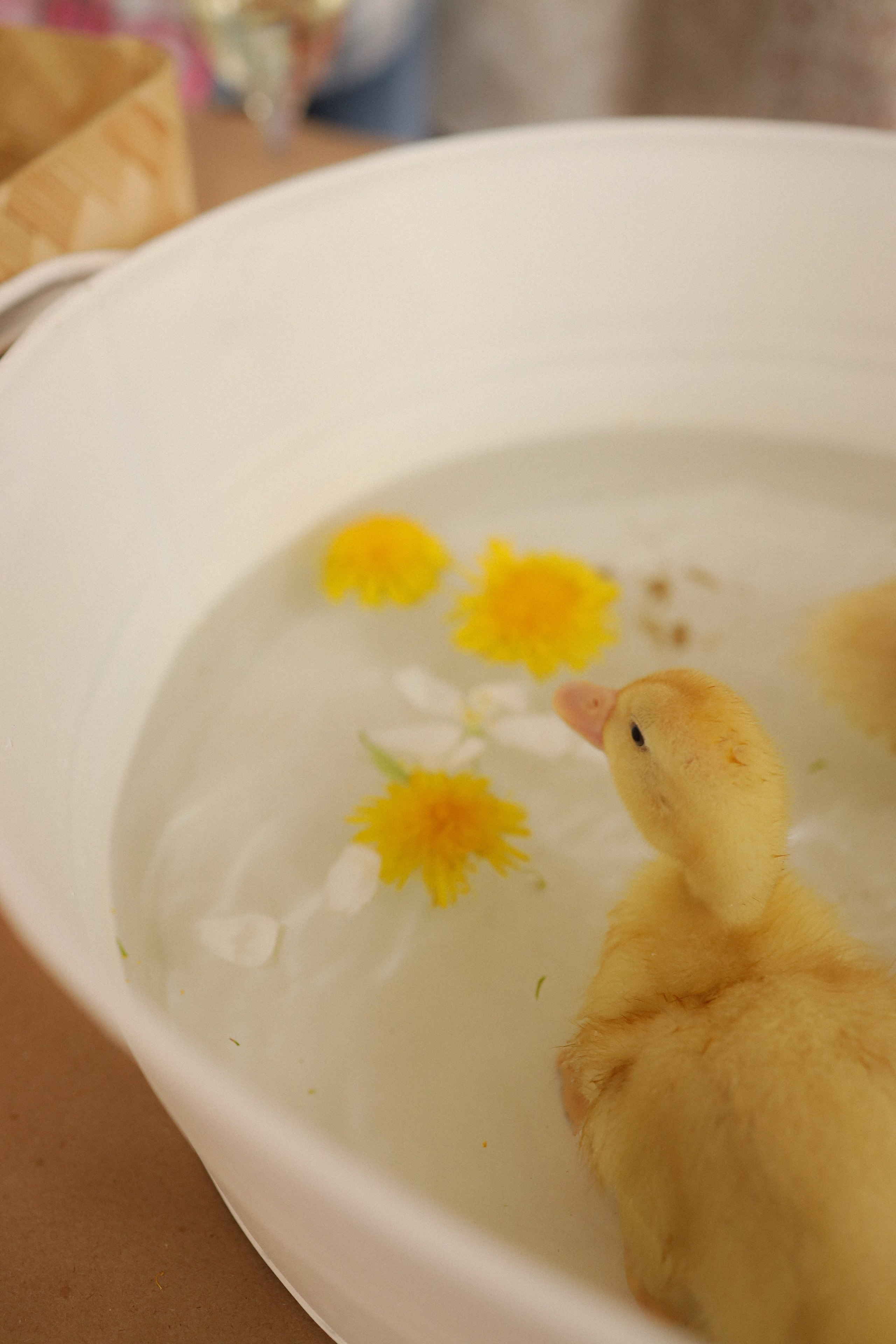 Мк Акварель (рисуем с натуры). Анастасия Ракчеева Художник