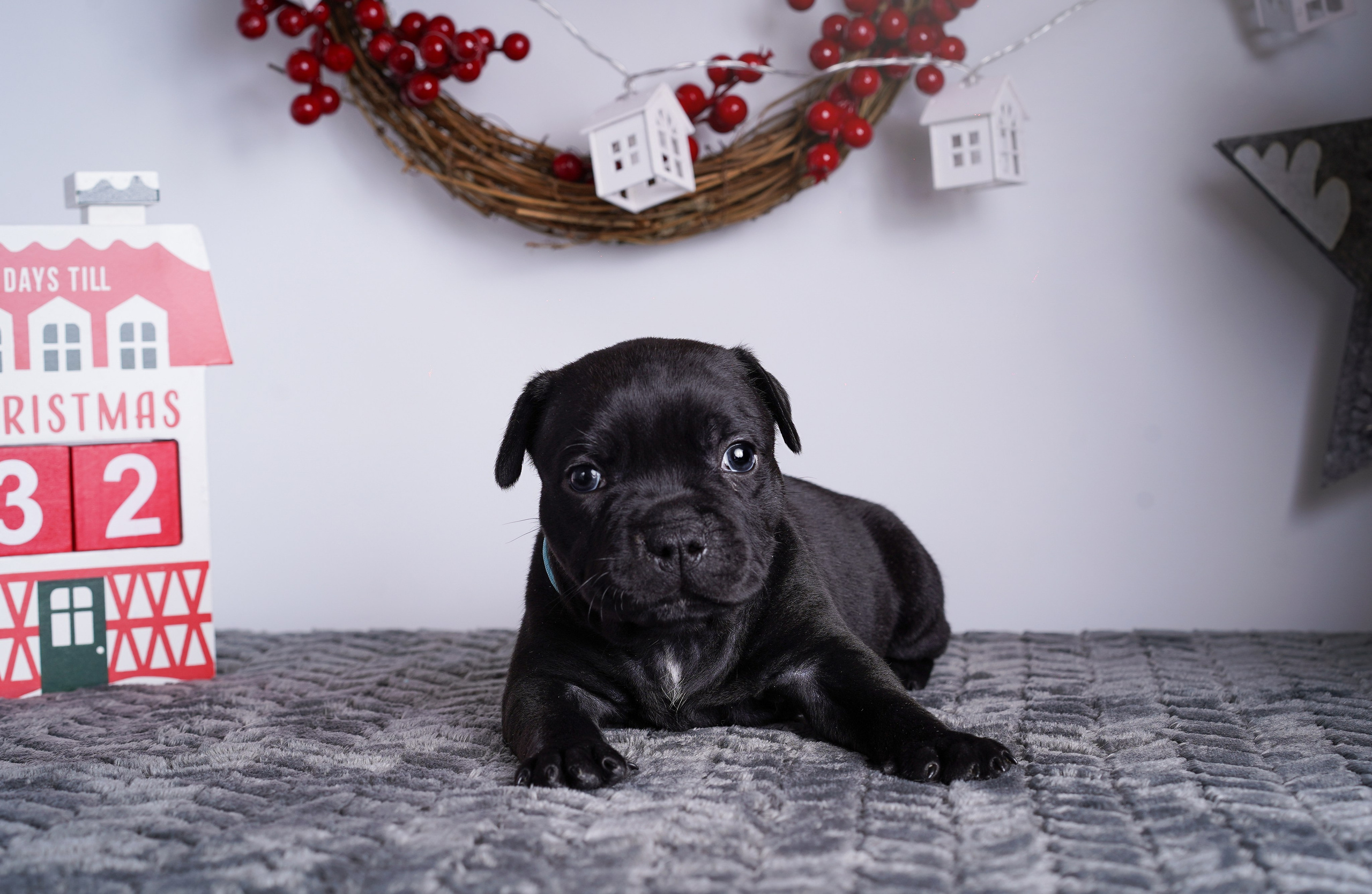 Щенки стаффи. Фотограф-анималист в Санкт-Петербурге Яна Мартынова