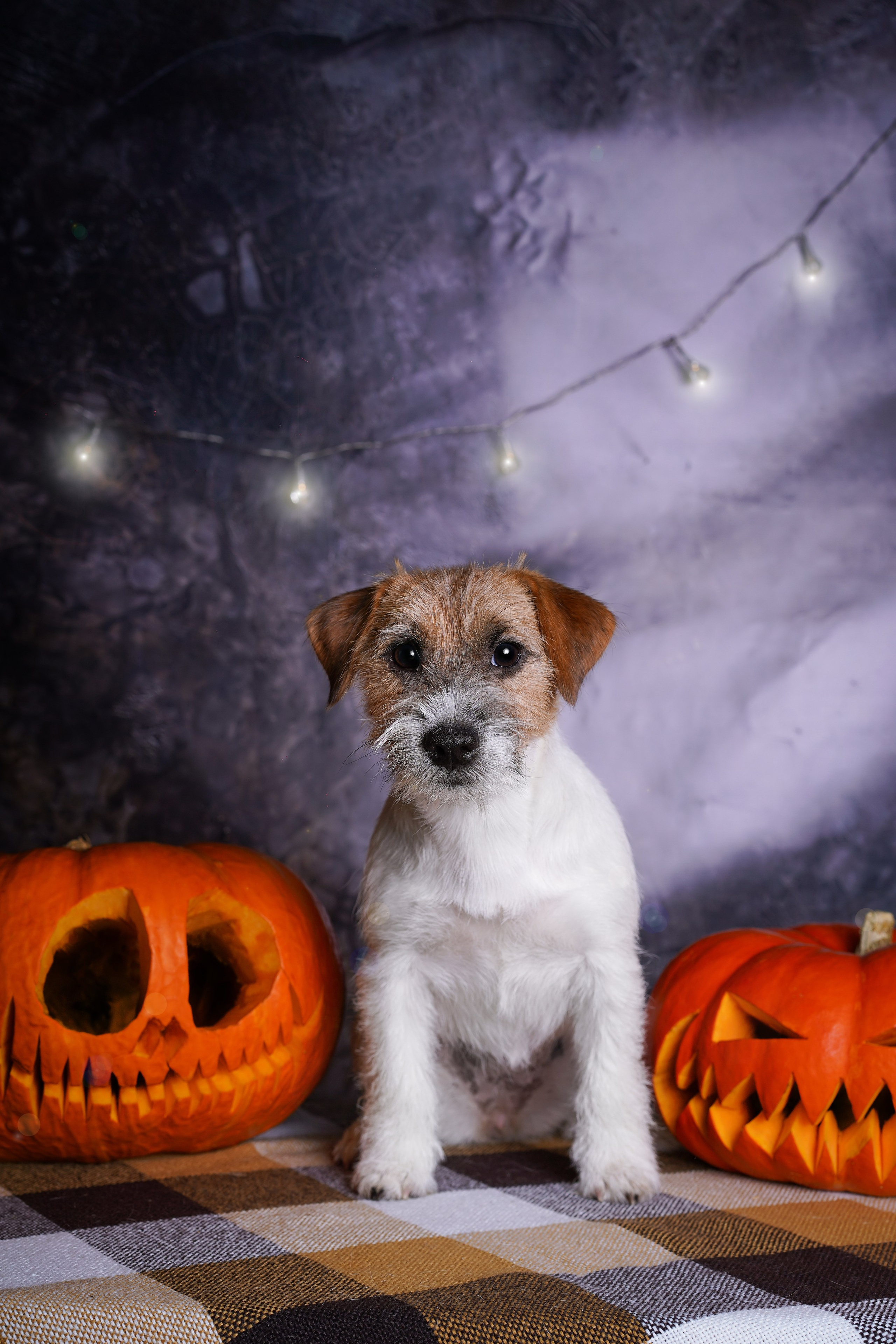 Щенки джек-рассел терьера. Фотограф-анималист в Санкт-Петербурге Яна Мартынова