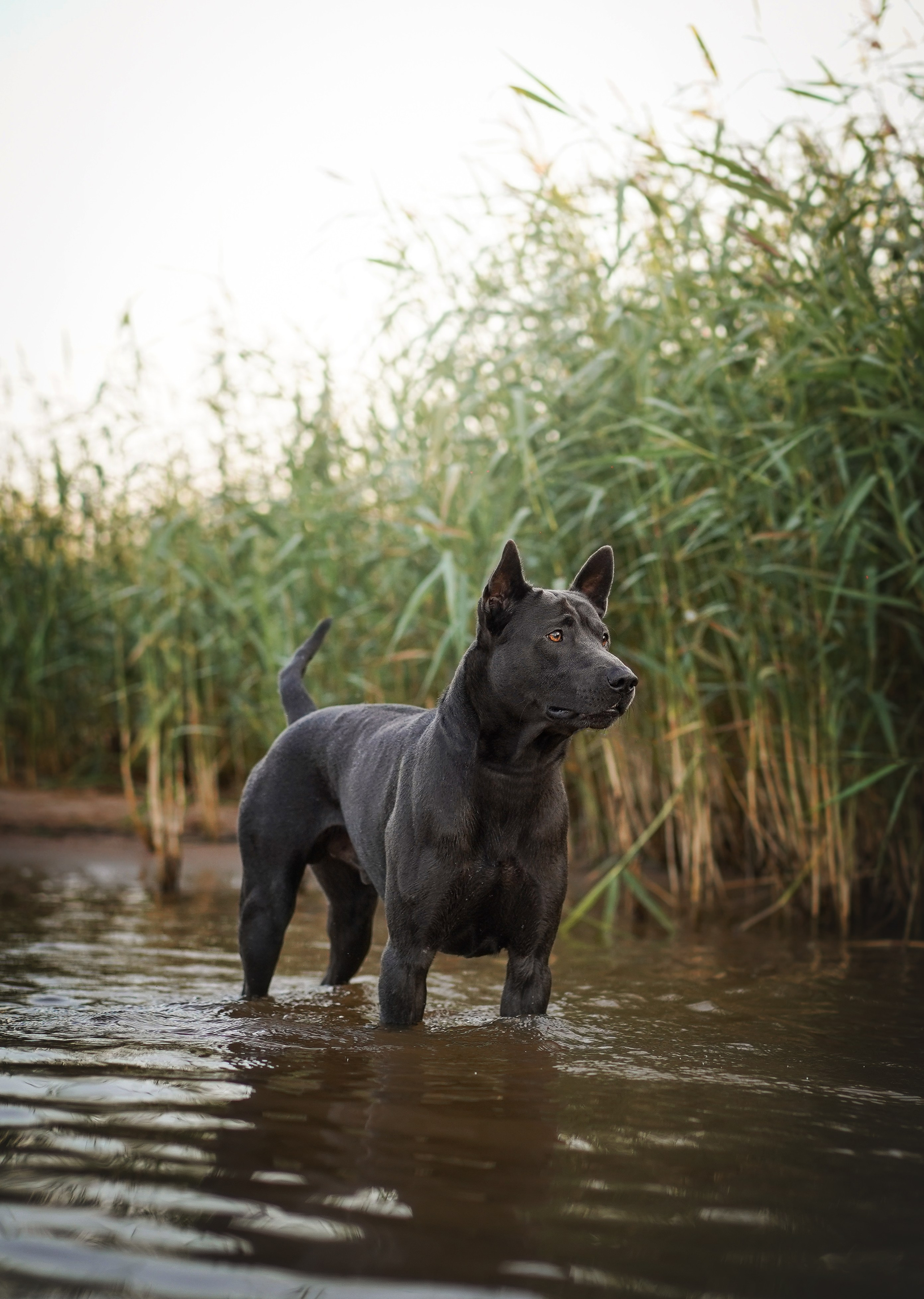 Вероника и Адам. Фотограф-анималист в Санкт-Петербурге Яна Мартынова