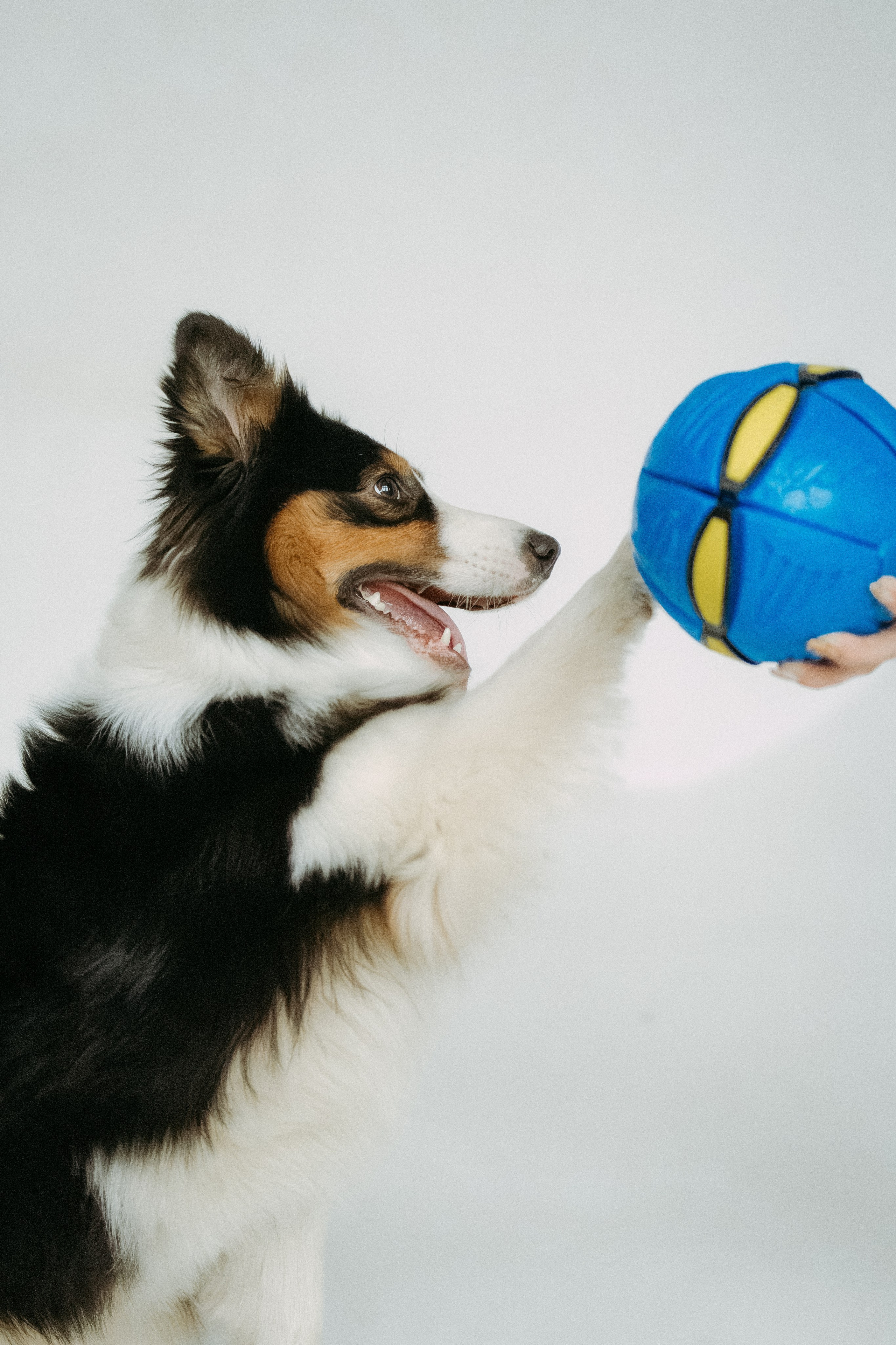 Мячи-попрыгуны. Фотораф — анималист Мария Шистка