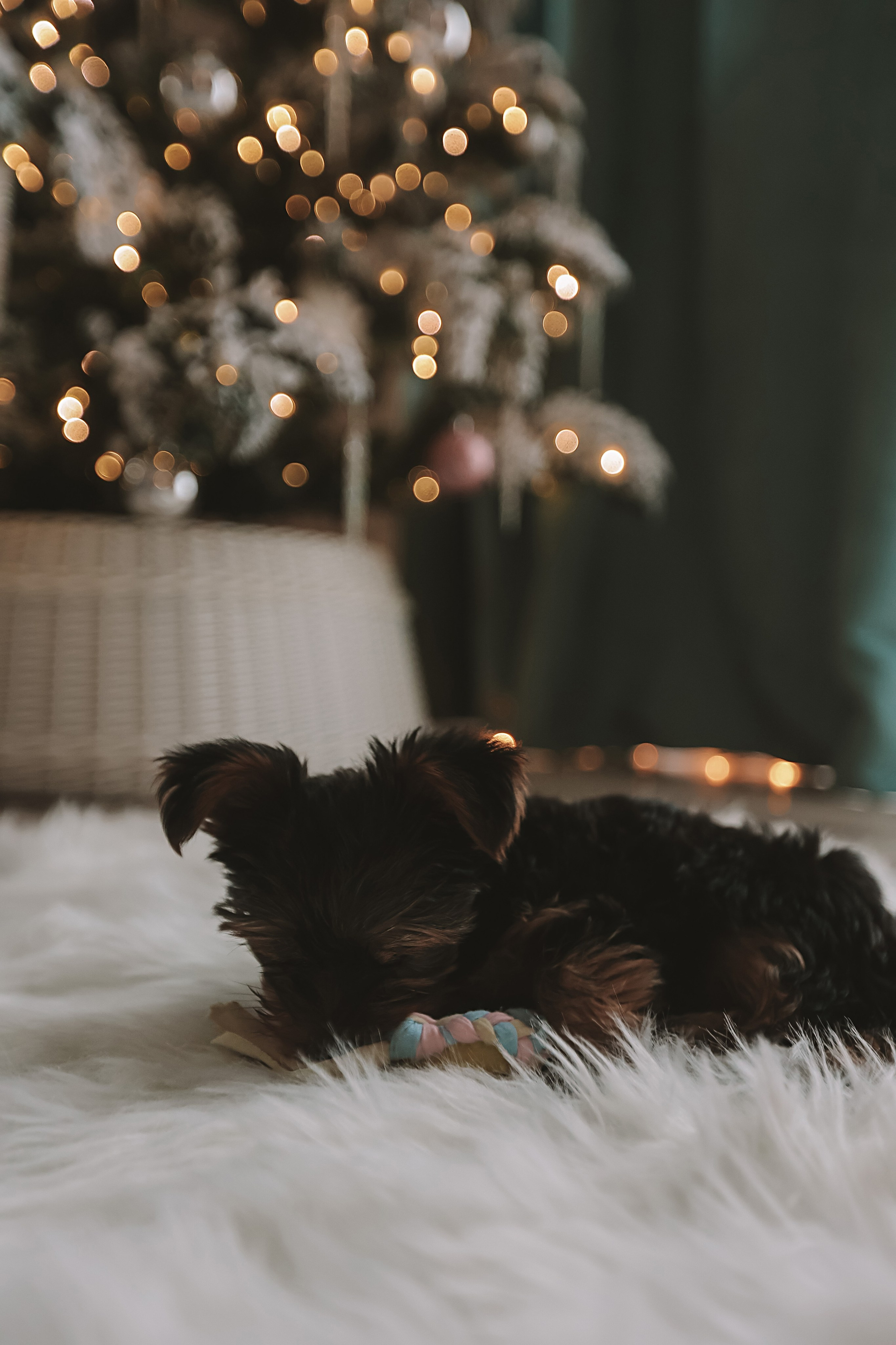 Домашняя. Семейный фотограф Тюмень, фотограф на роды Салмина Мария