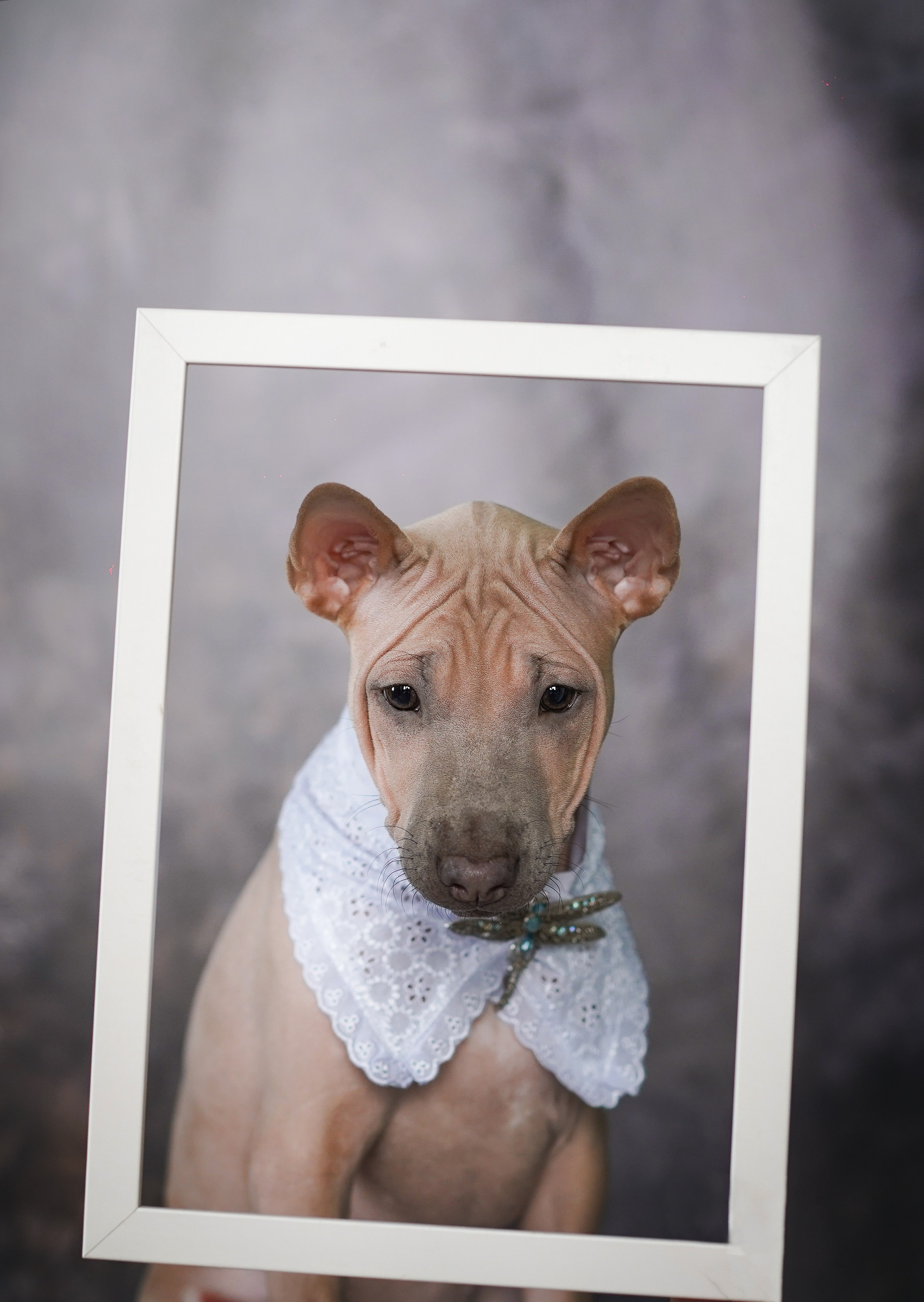 Щенки тайского риджбека. Фотограф-анималист в Санкт-Петербурге Яна Мартынова