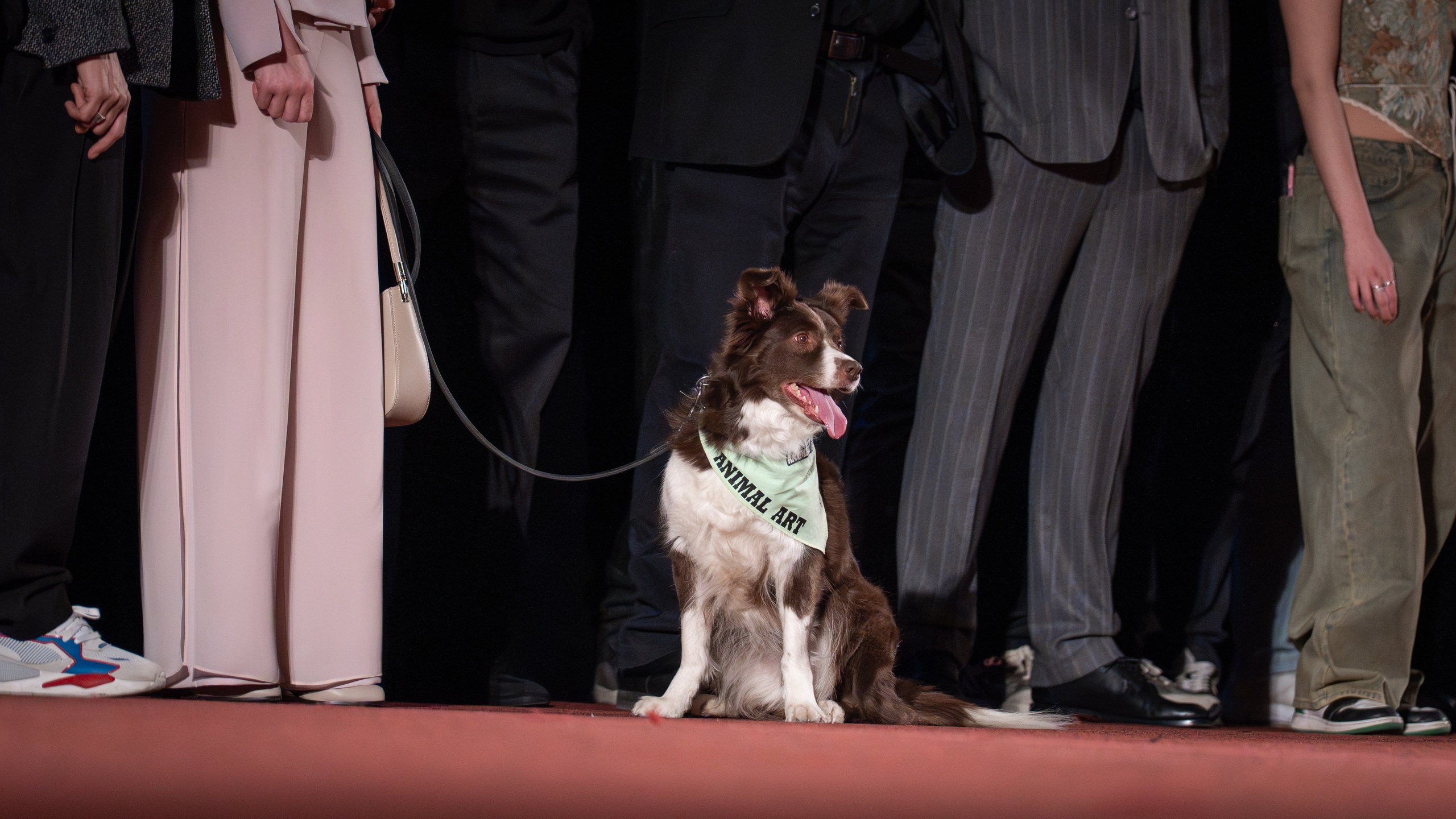 Космическая собака Лида. Премьера Космическая собака Лида. Фильм Космическая собака Лида. Космическая собака Лида смотреть. Каро 11 Октябрь