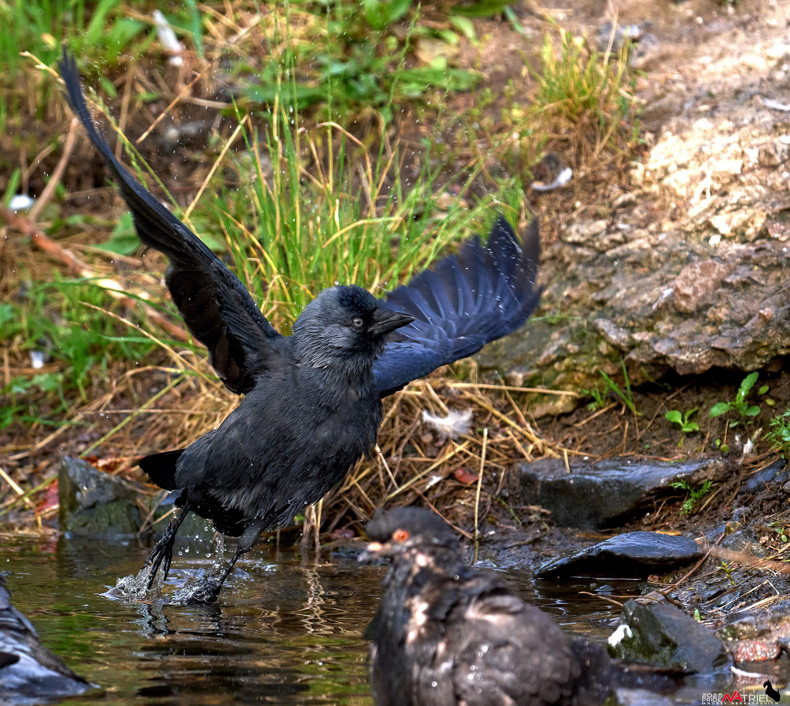 Съемка с объективом Sony 200-600 на камеру Sony A1m2