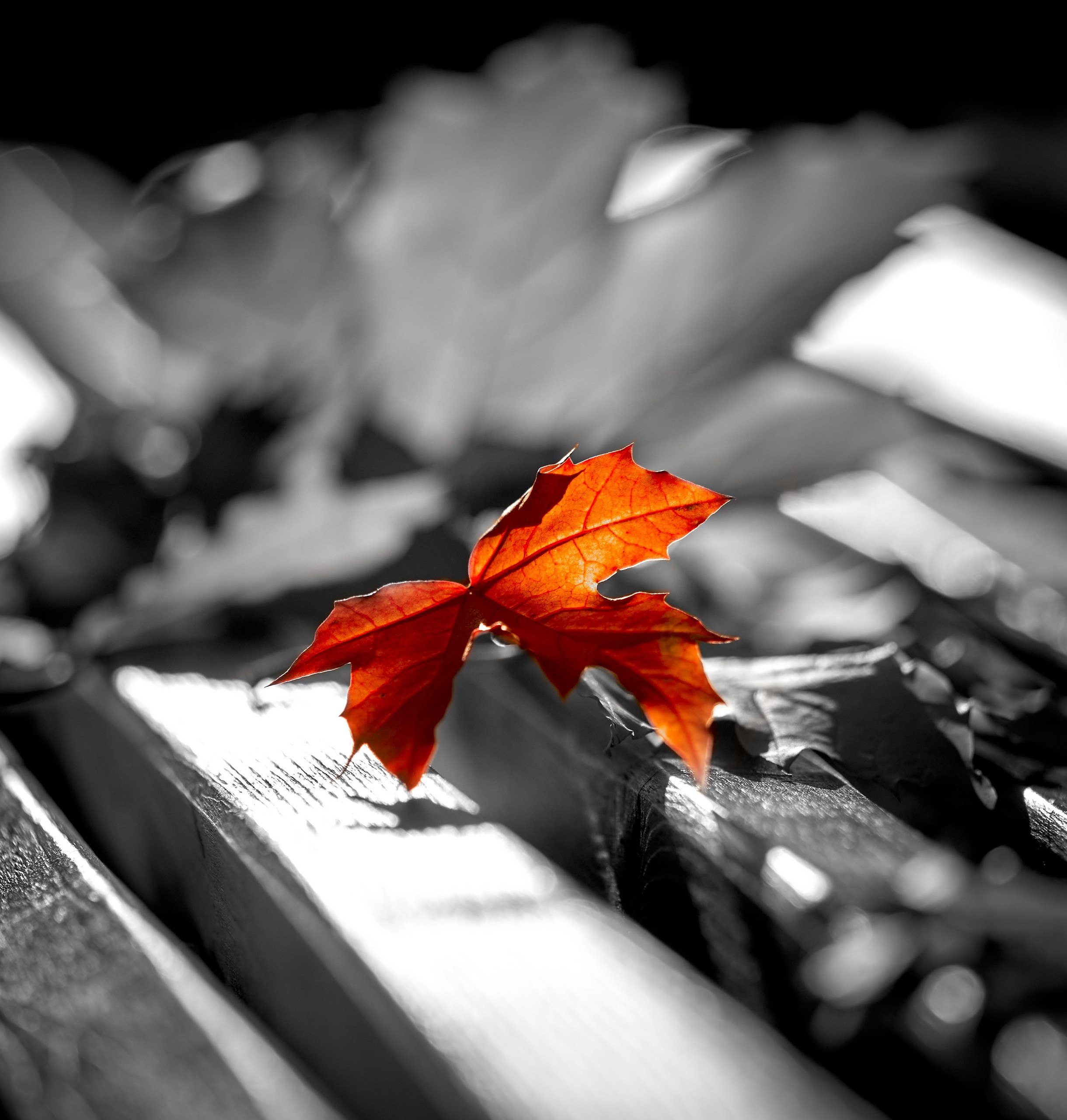 Лютики-цветочки — галерея NATRIEL