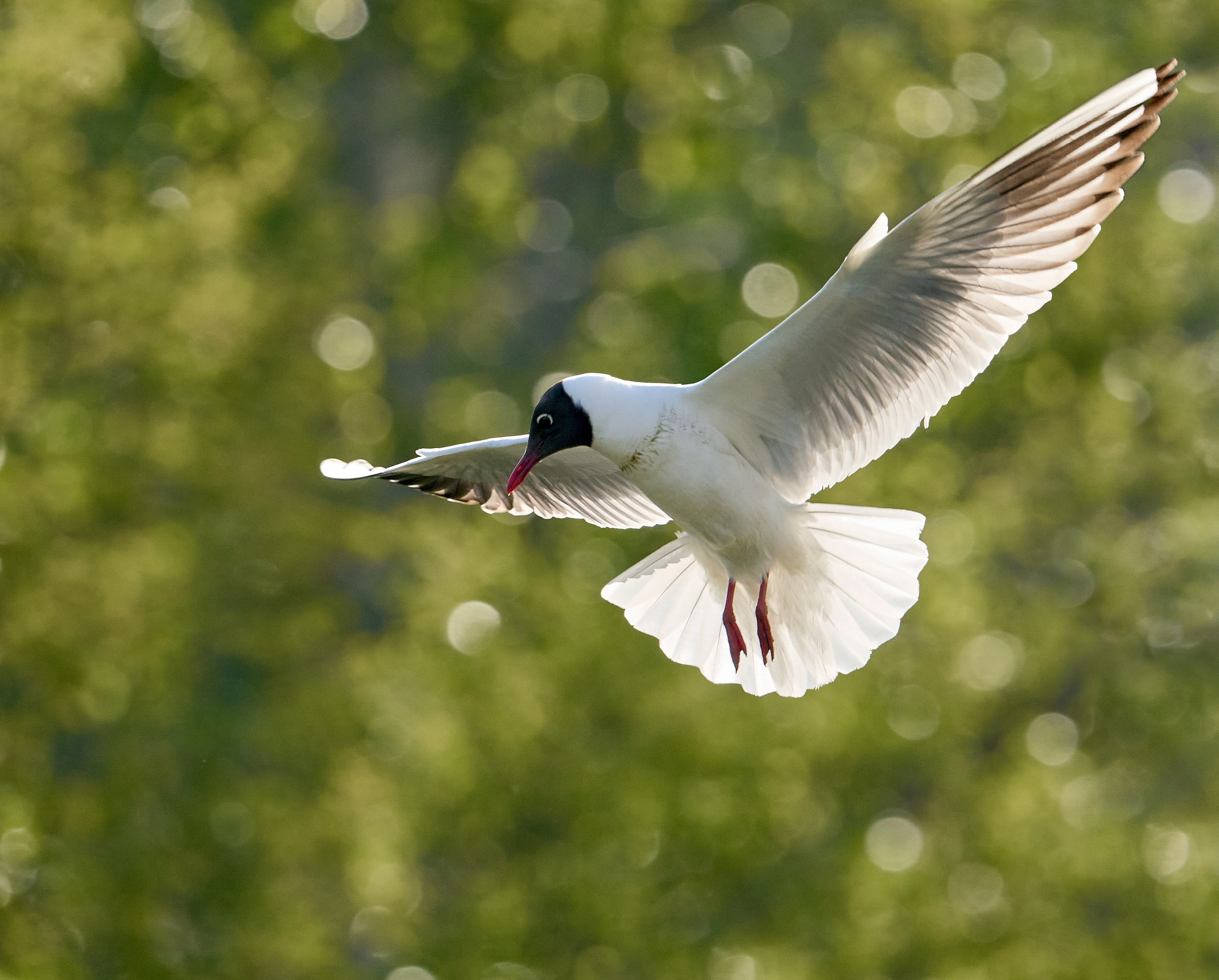 Фото птиц — галерея NATRIEL