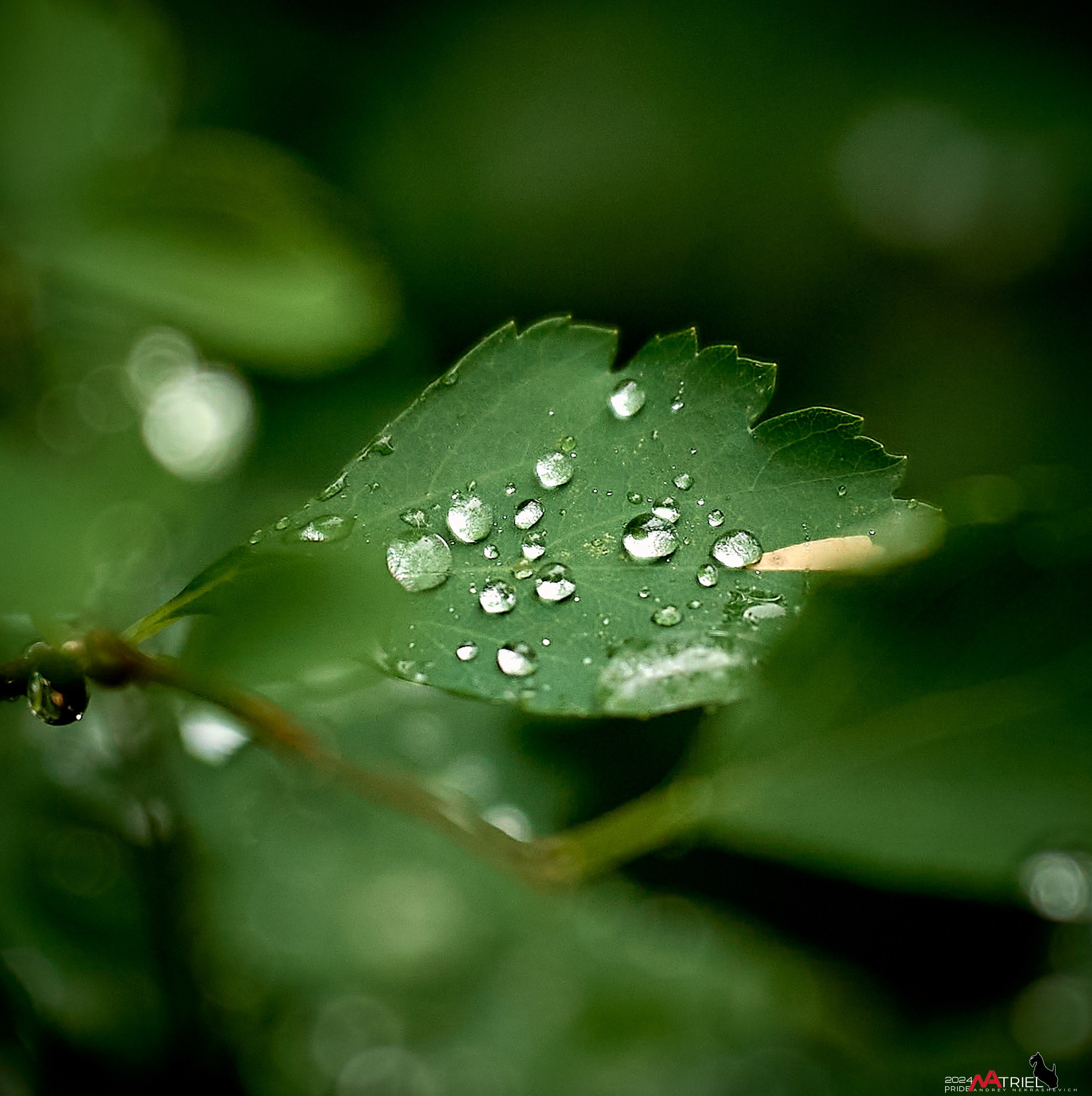 Съемка природы после дождя