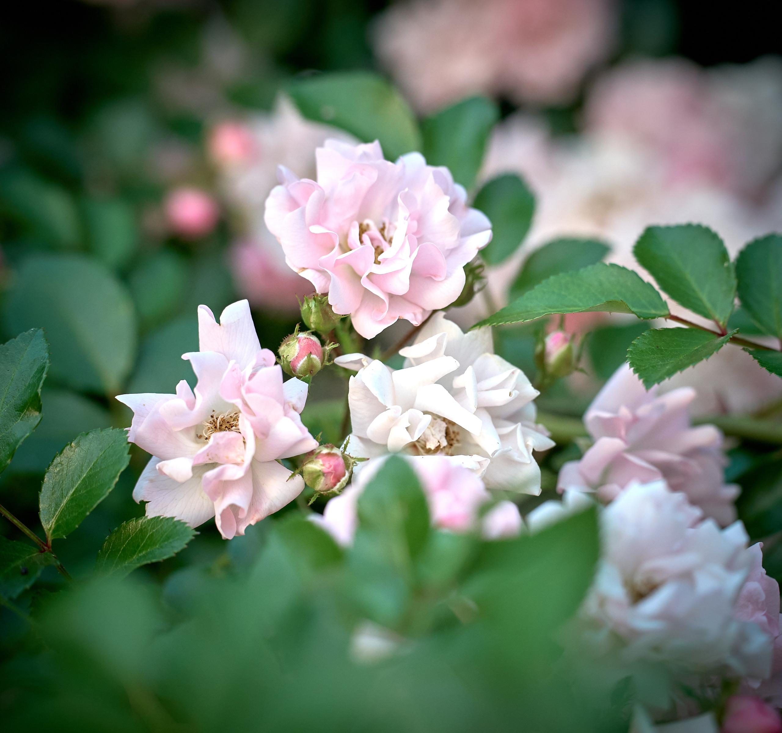 Лютики-цветочки — галерея NATRIEL