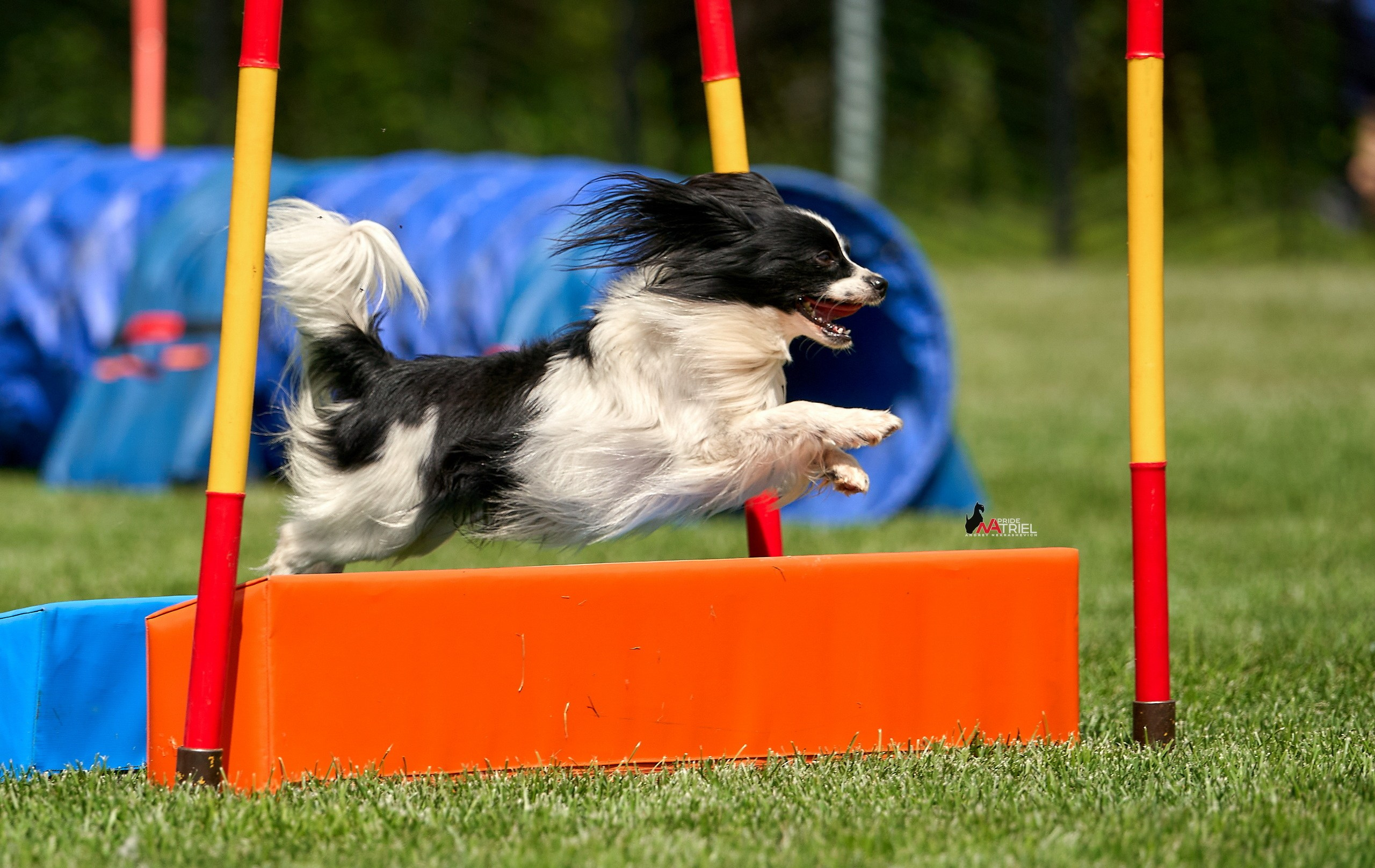 Аджилити — галерея NATRIEL