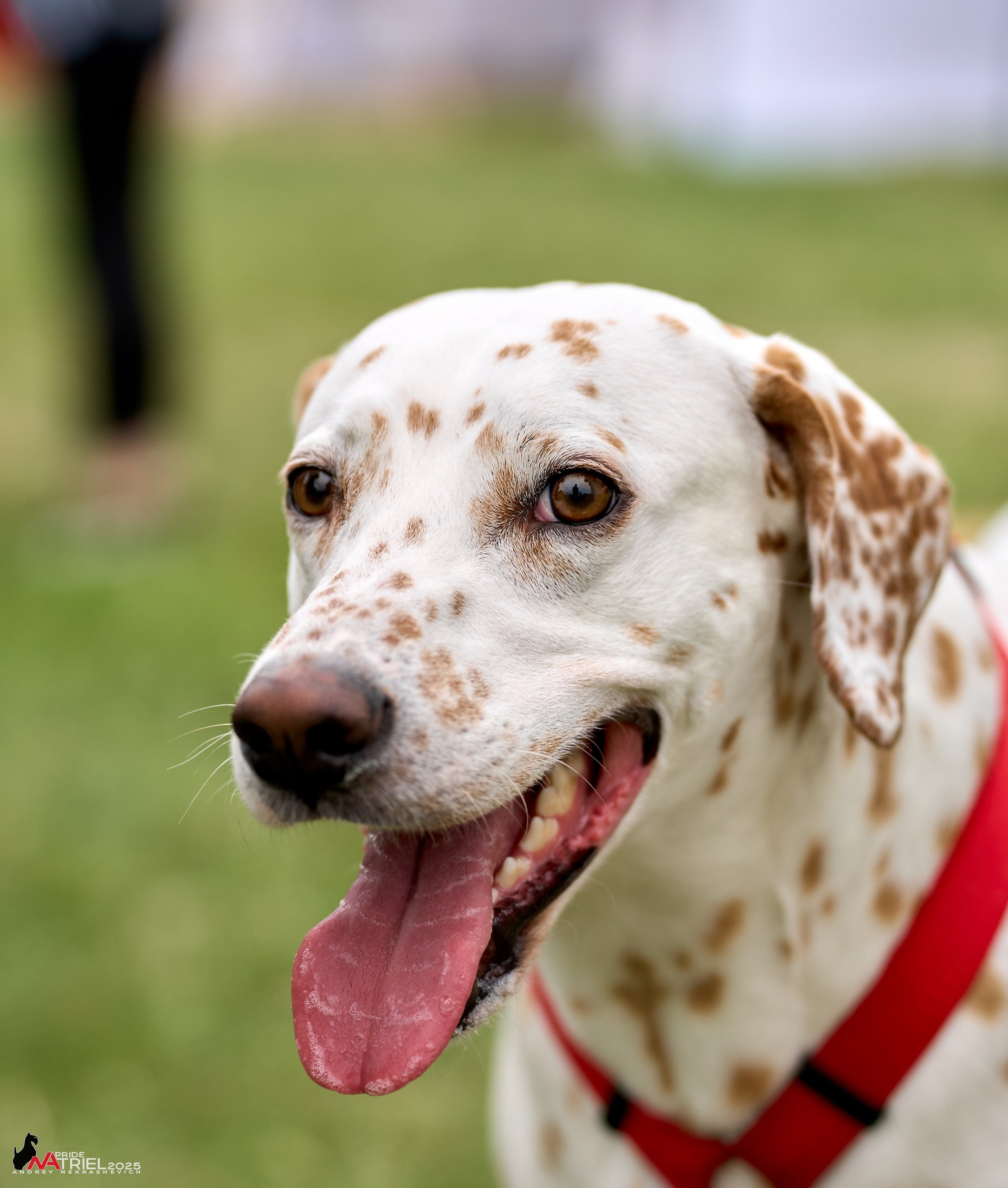 Russian Extreme Dog Trail — 2025