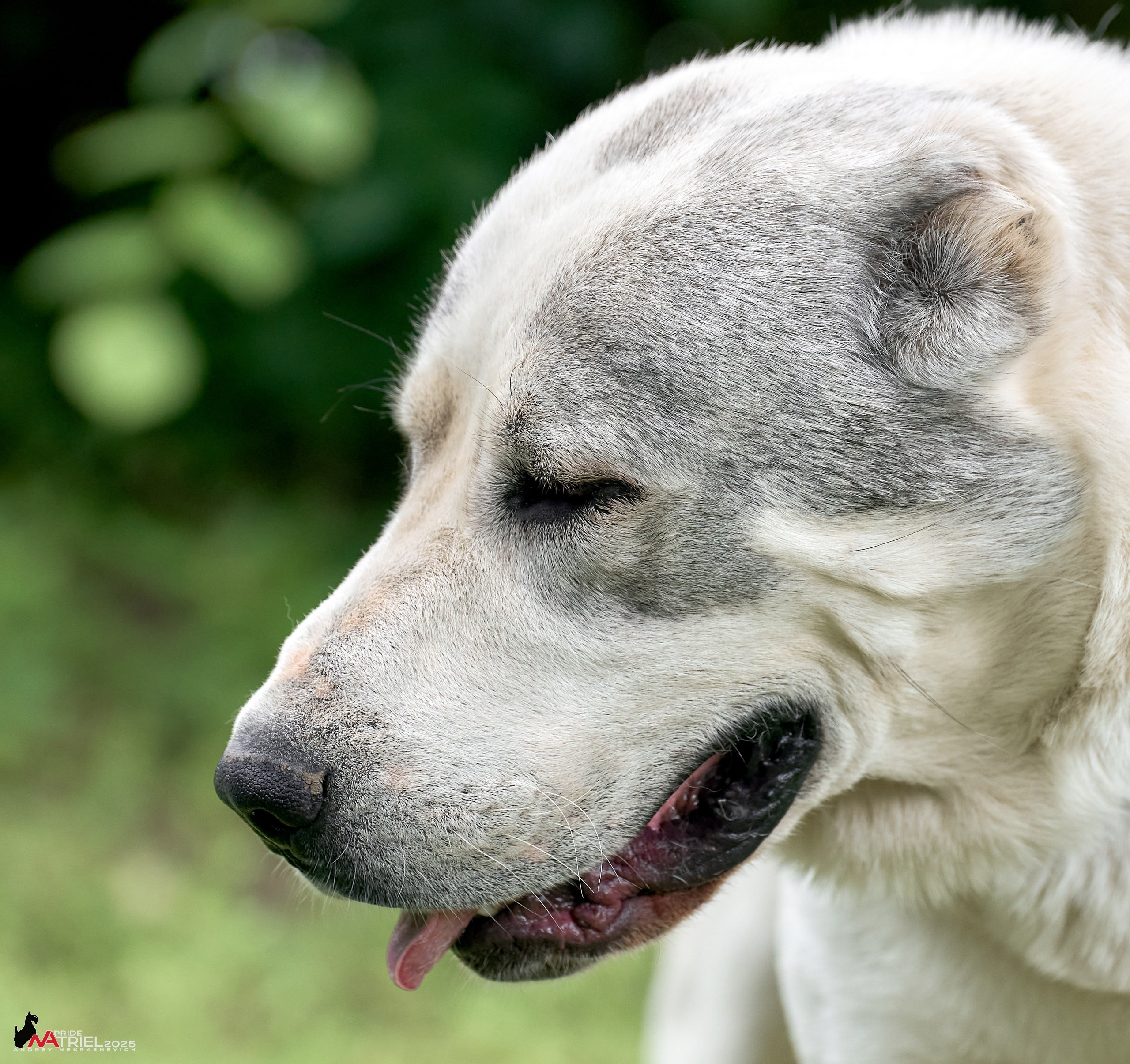Алабаи и скотч-терьеры в питомнике у Ольги