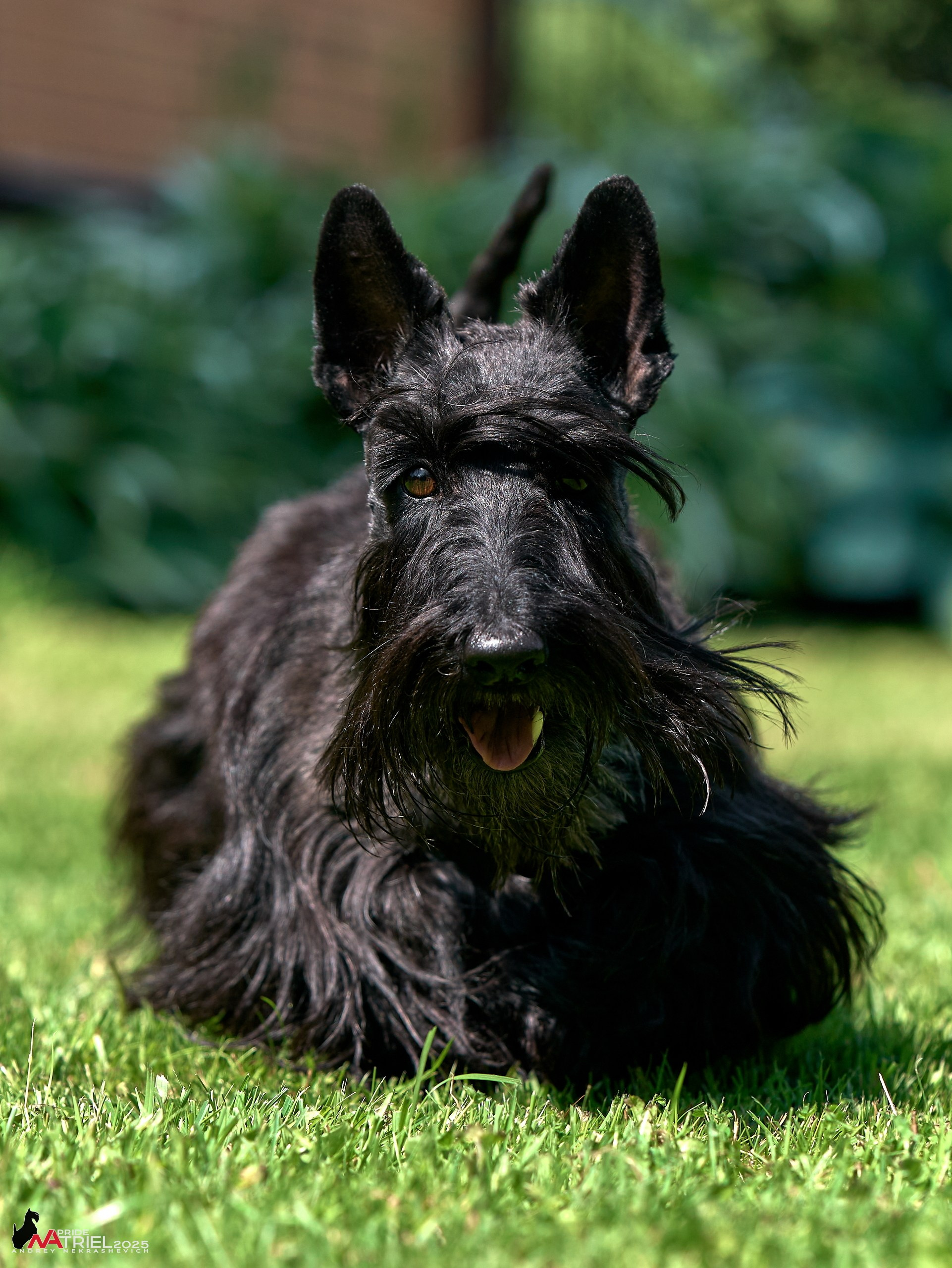 Алабаи и скотч-терьеры в питомнике у Ольги