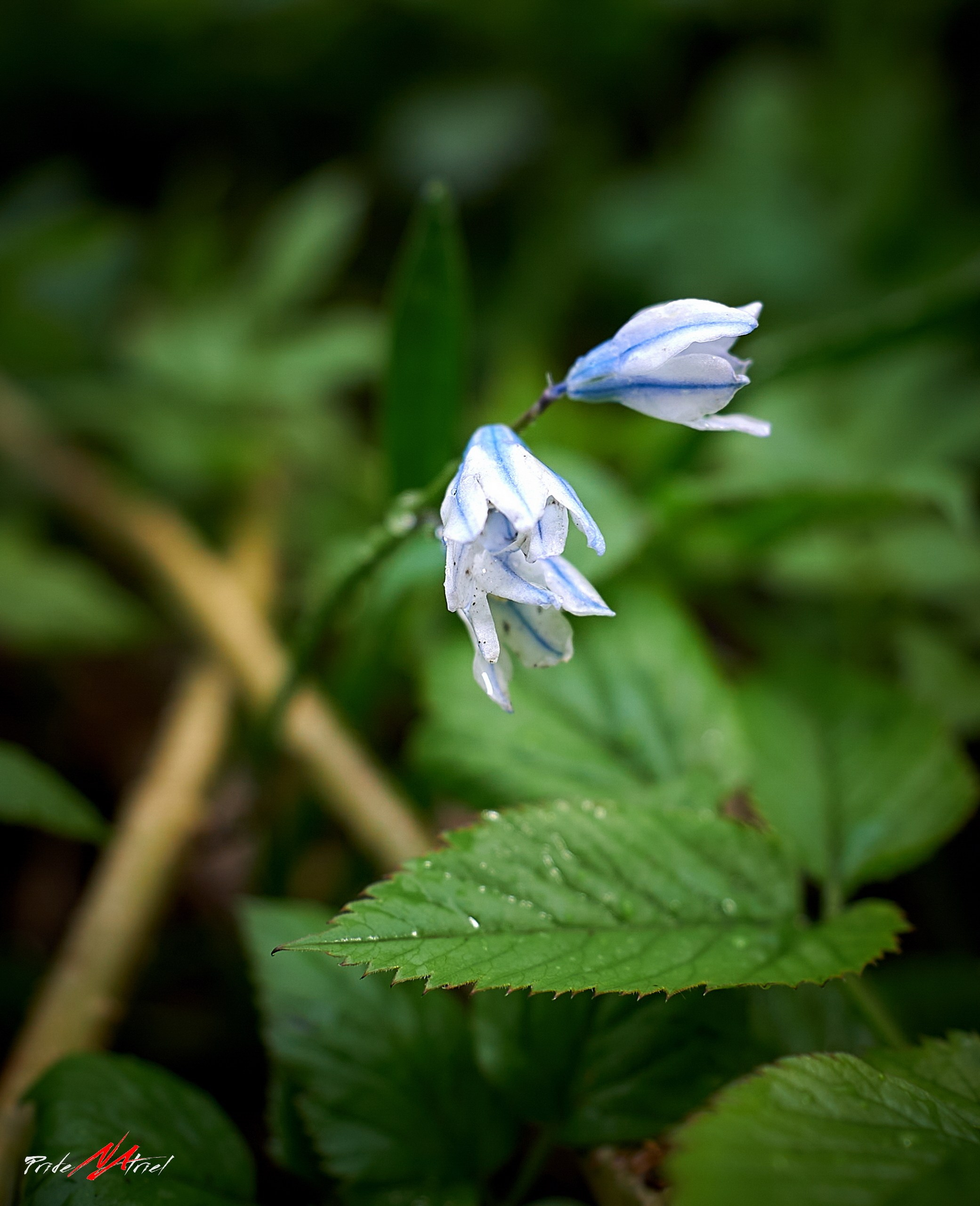 Лютики-цветочки — галерея NATRIEL