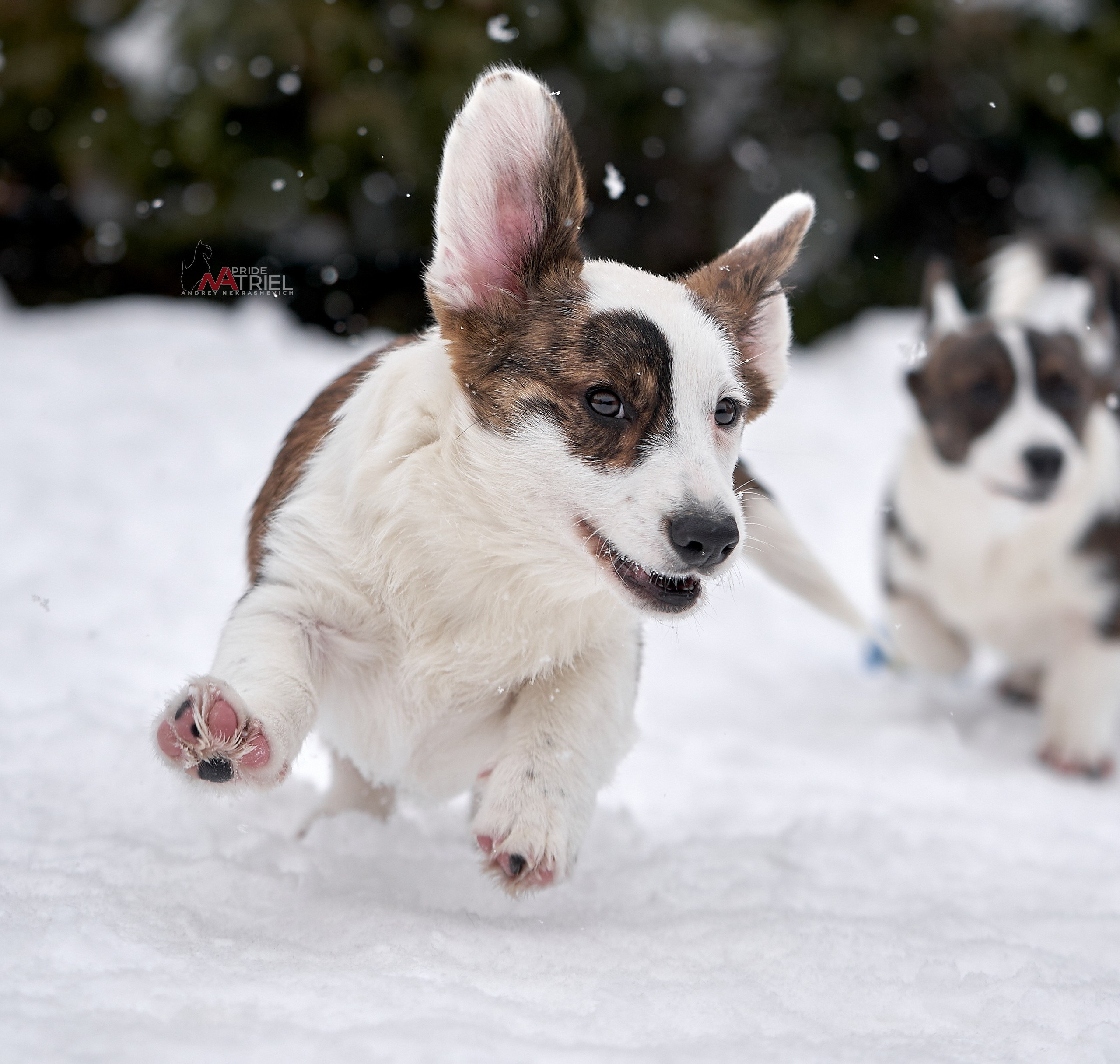 Щенки на прогулке — галерея NATRIEL