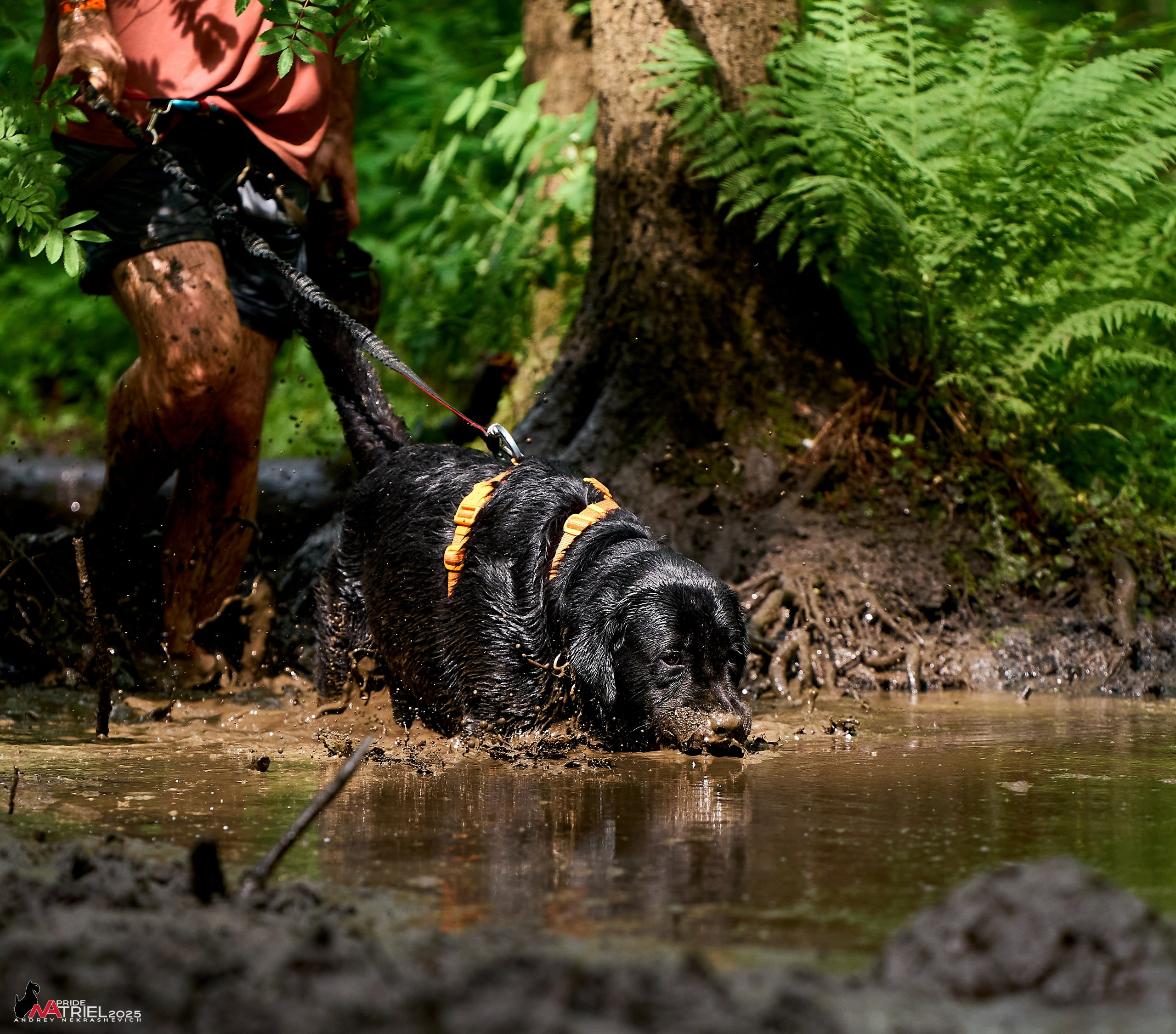 Russian Extreme Dog Trail — 2025