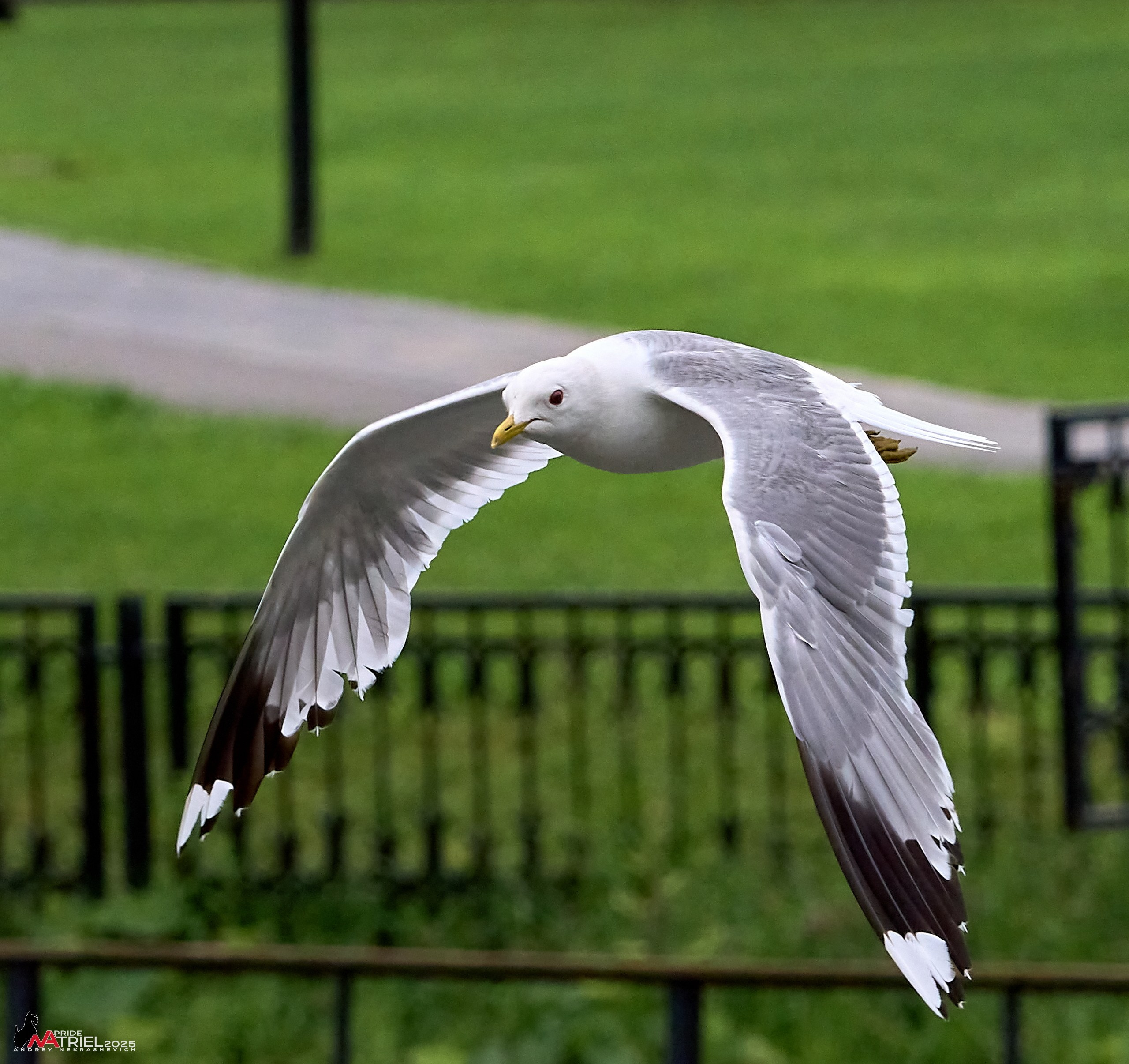 Съемка в парке на воде