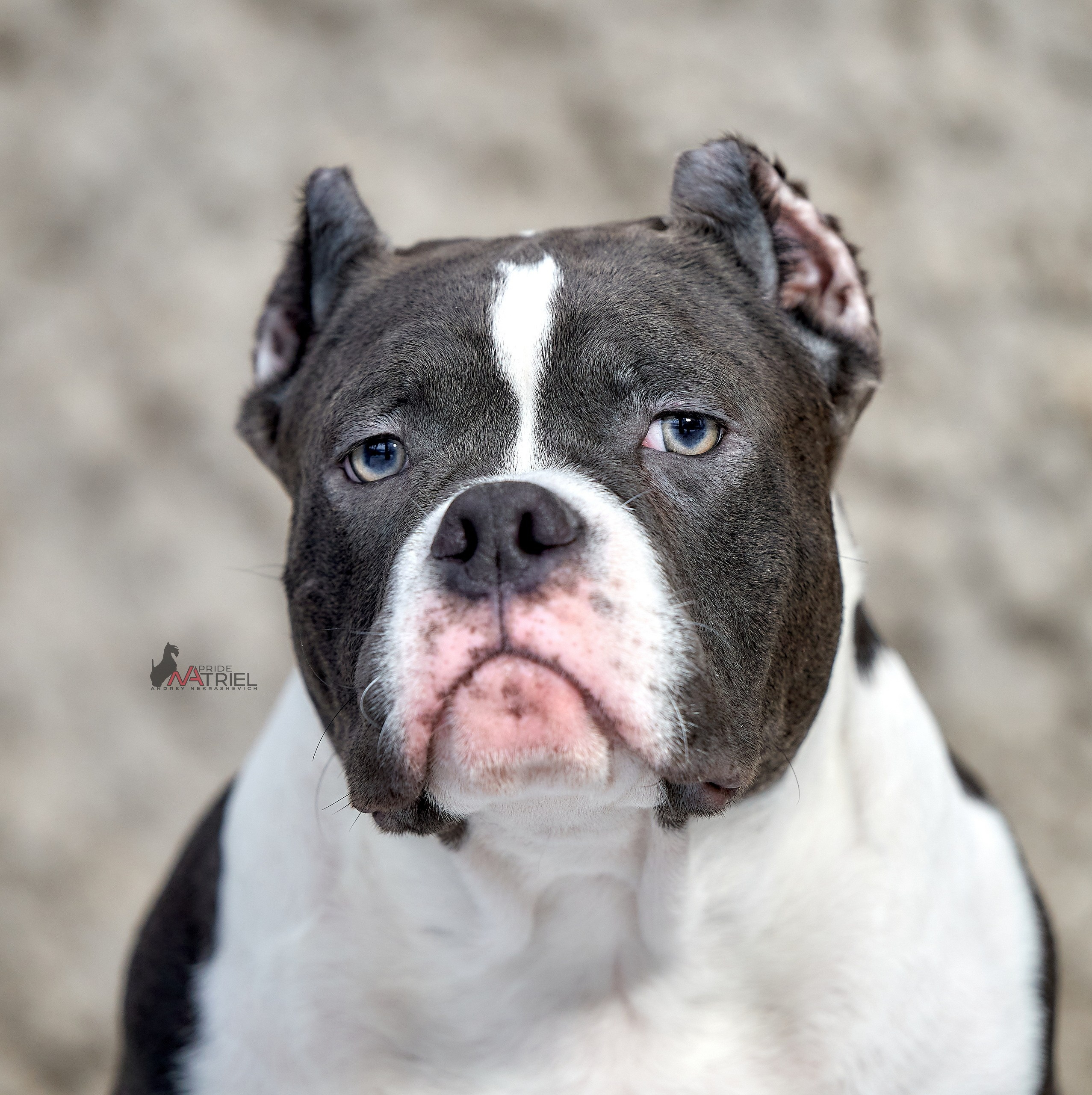 Щенки на прогулке — галерея NATRIEL