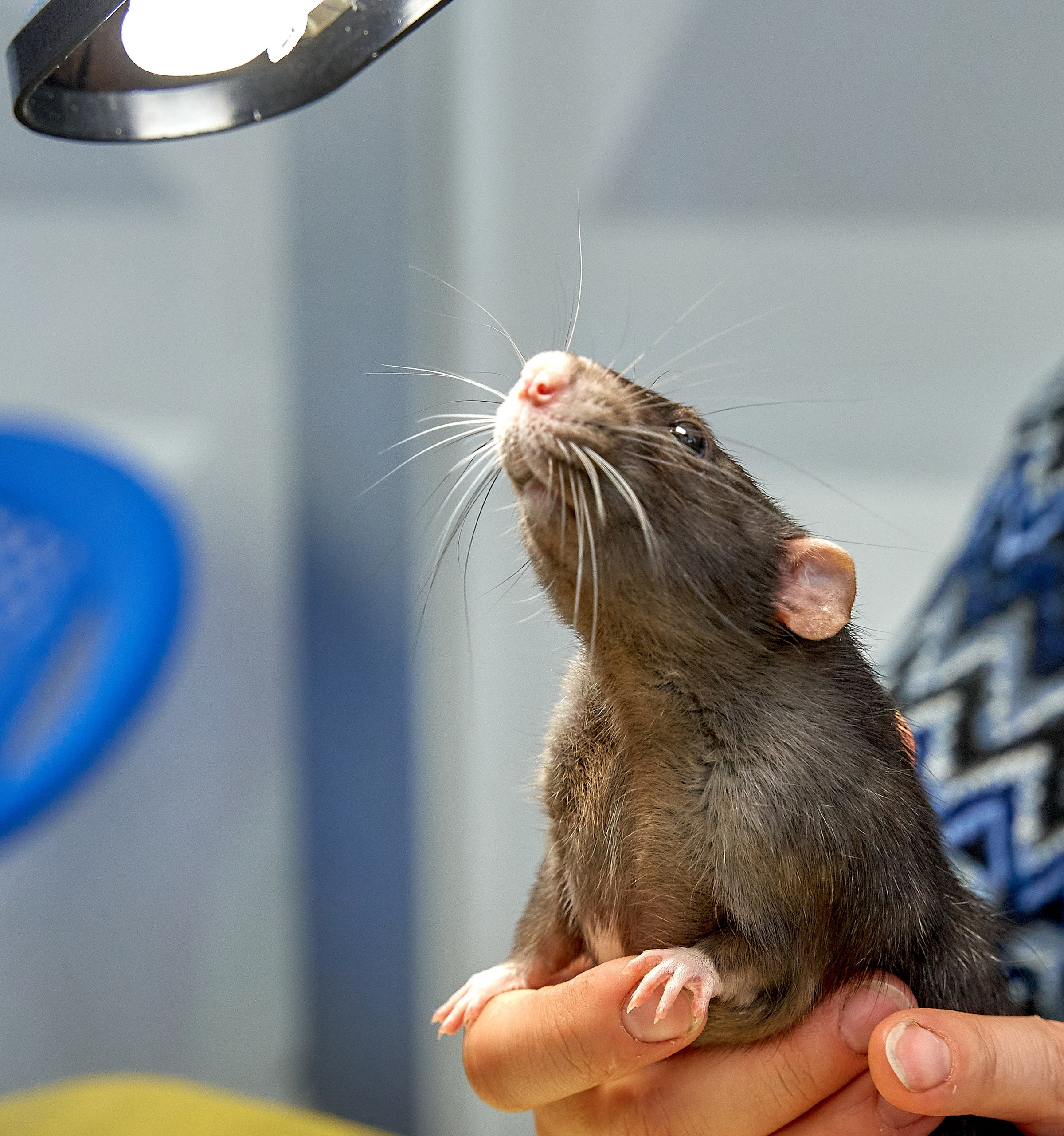 Животные — галерея NATRIEL