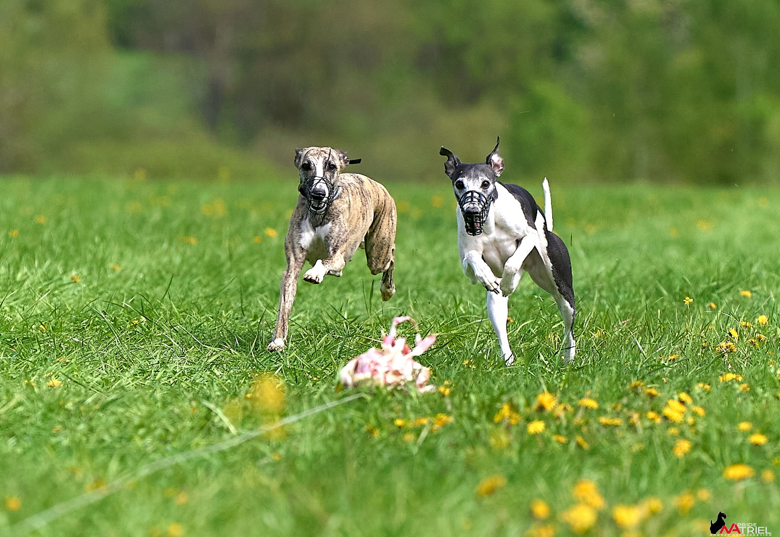 Съемка курсинг — галерея NATRIEL