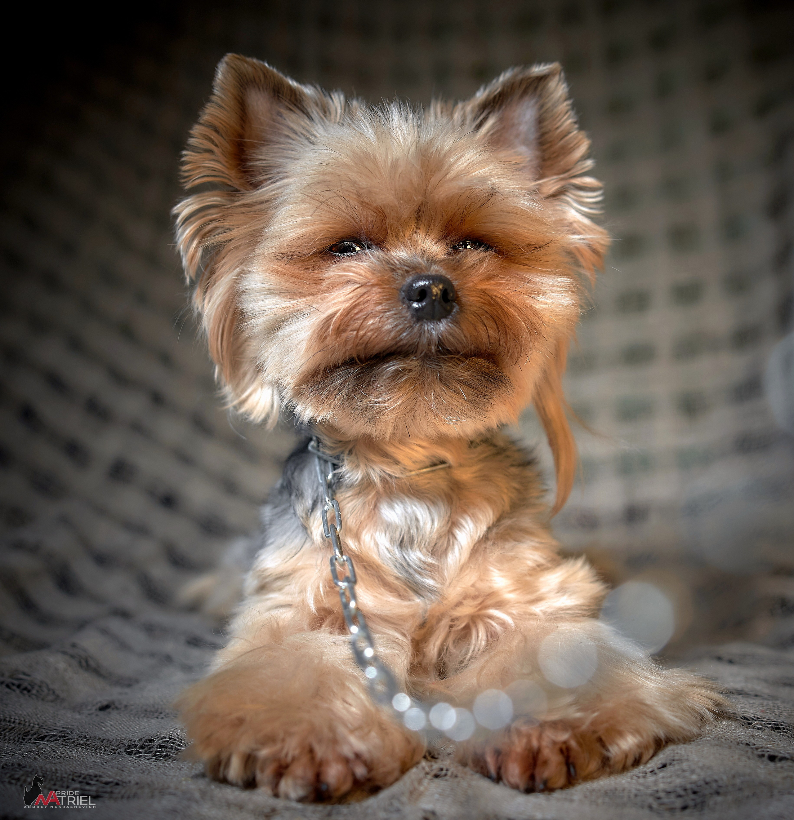 Йоркширский терьер Циля