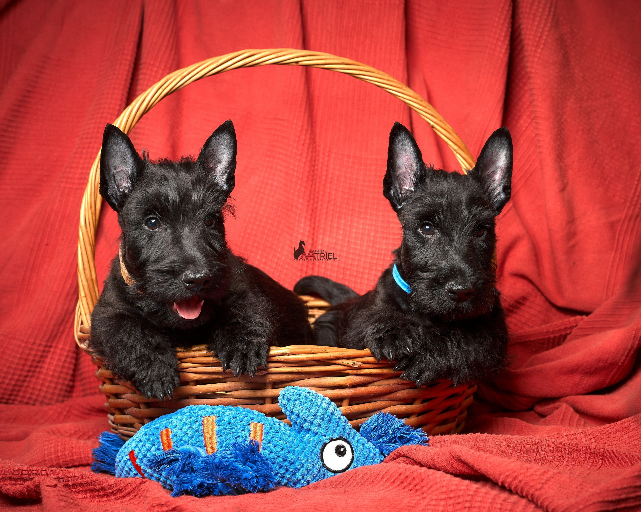 Щенки дома — галерея NATRIEL