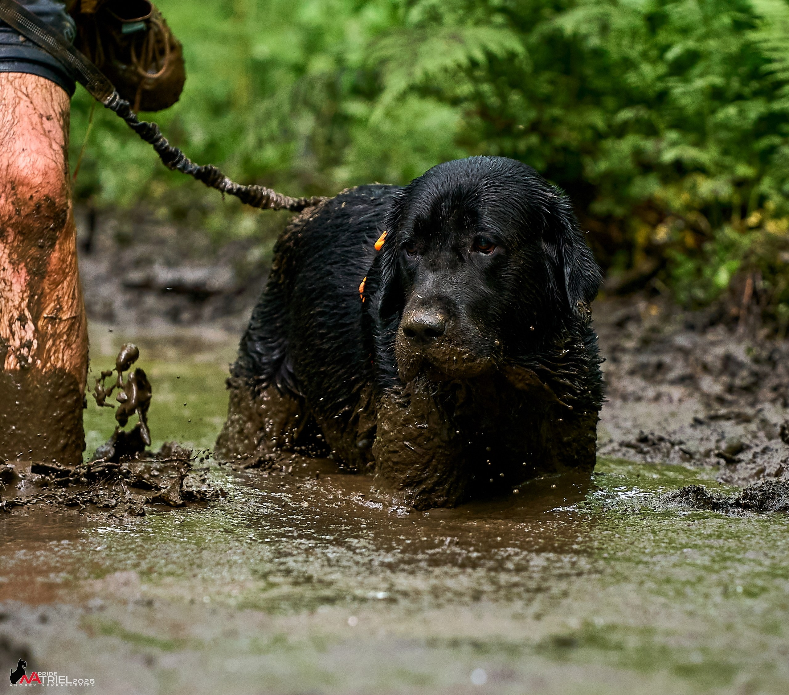 Russian Extreme Dog Trail — 2025