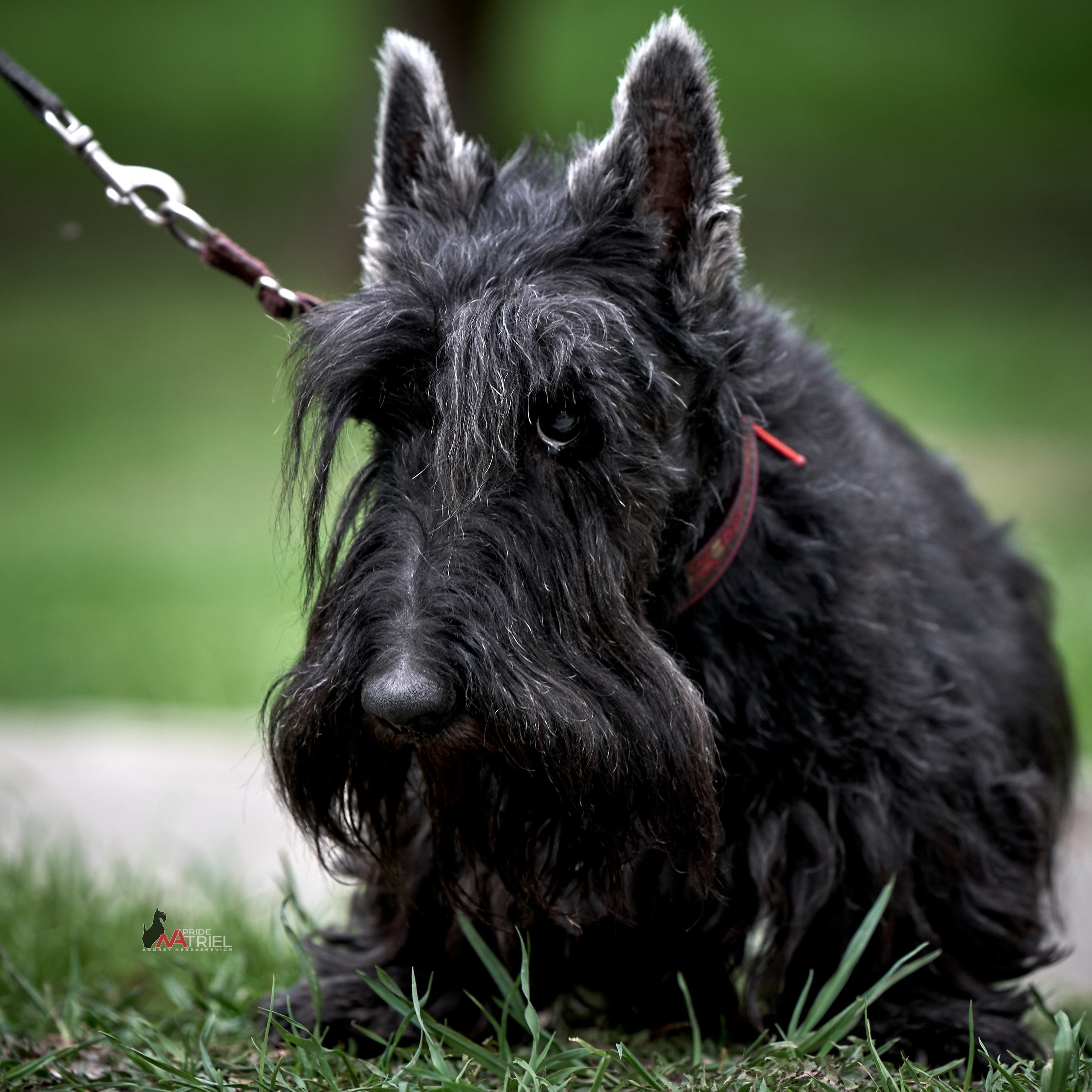 Портреты собак — галерея NATRIEL