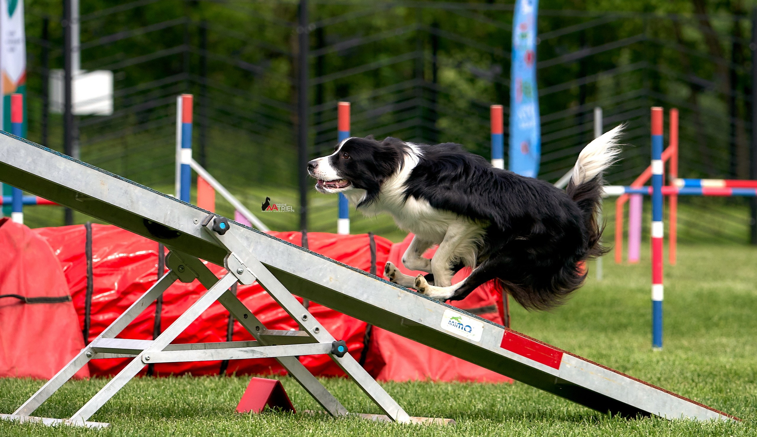 Аджилити — галерея NATRIEL