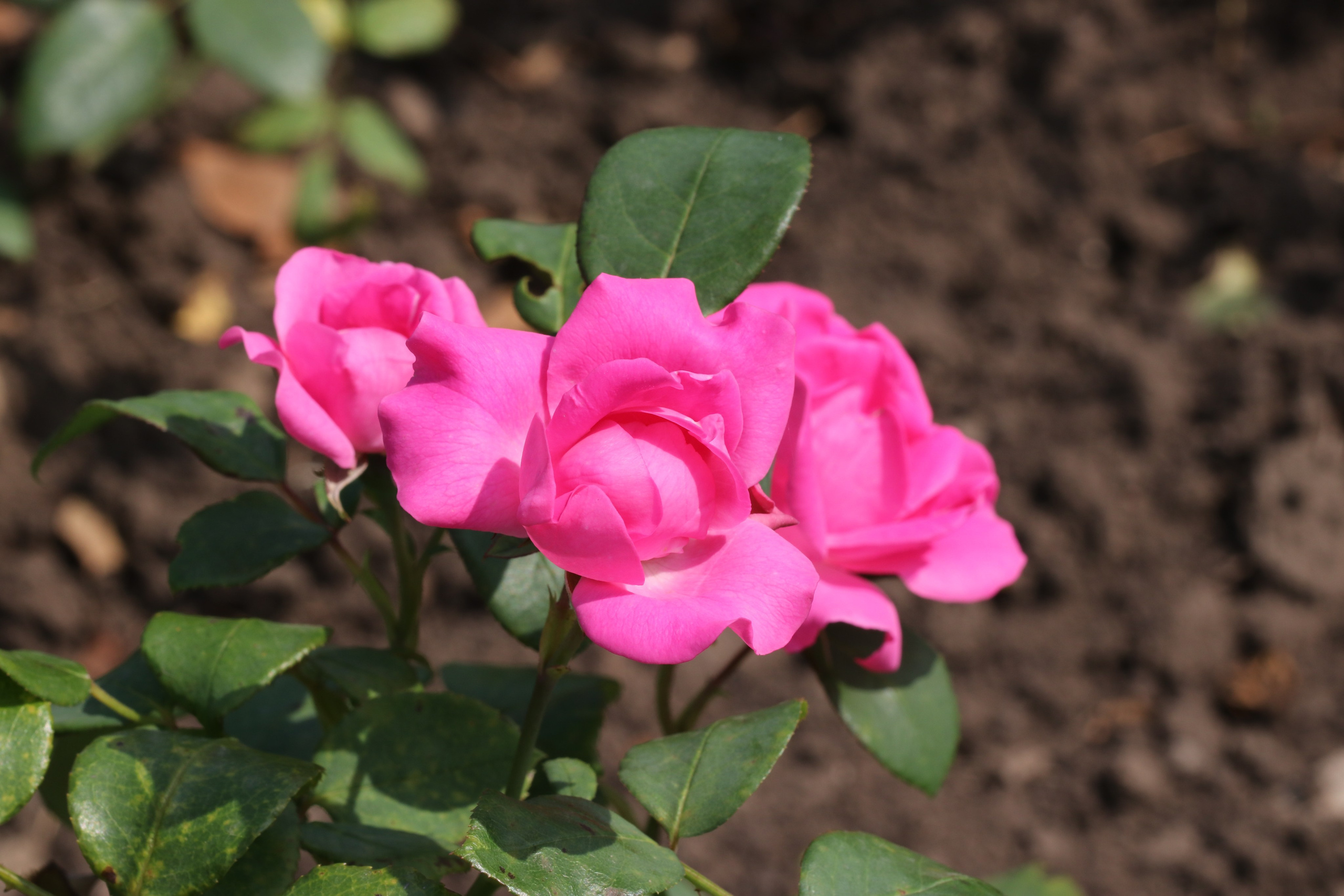 Долина роз в Кисловодске. Фото-художник и Репортажный фотограф Николаев Александр Алексеевич