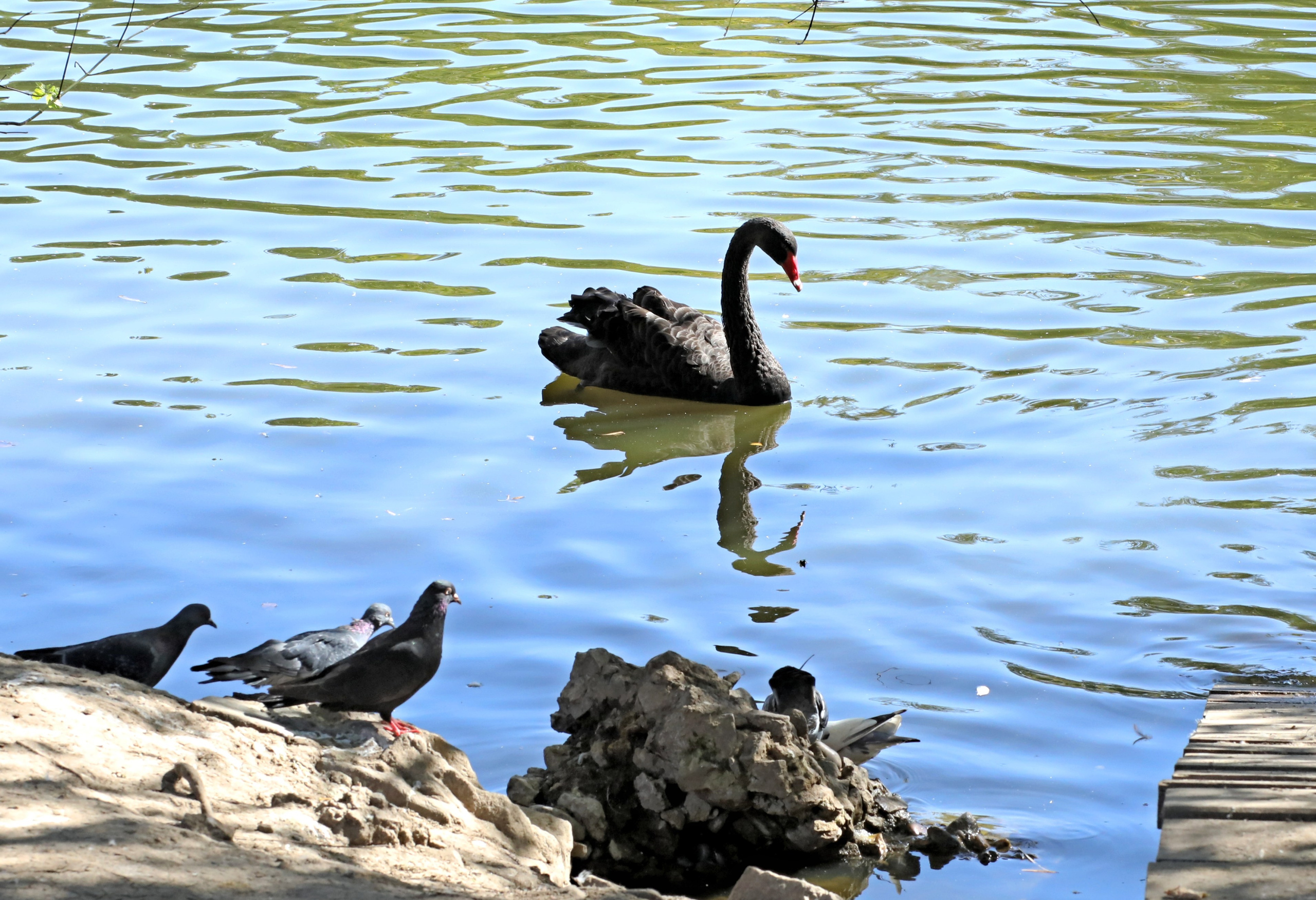 Ростовский зоопарк. Фото-художник и Репортажный фотограф Николаев Александр Алексеевич