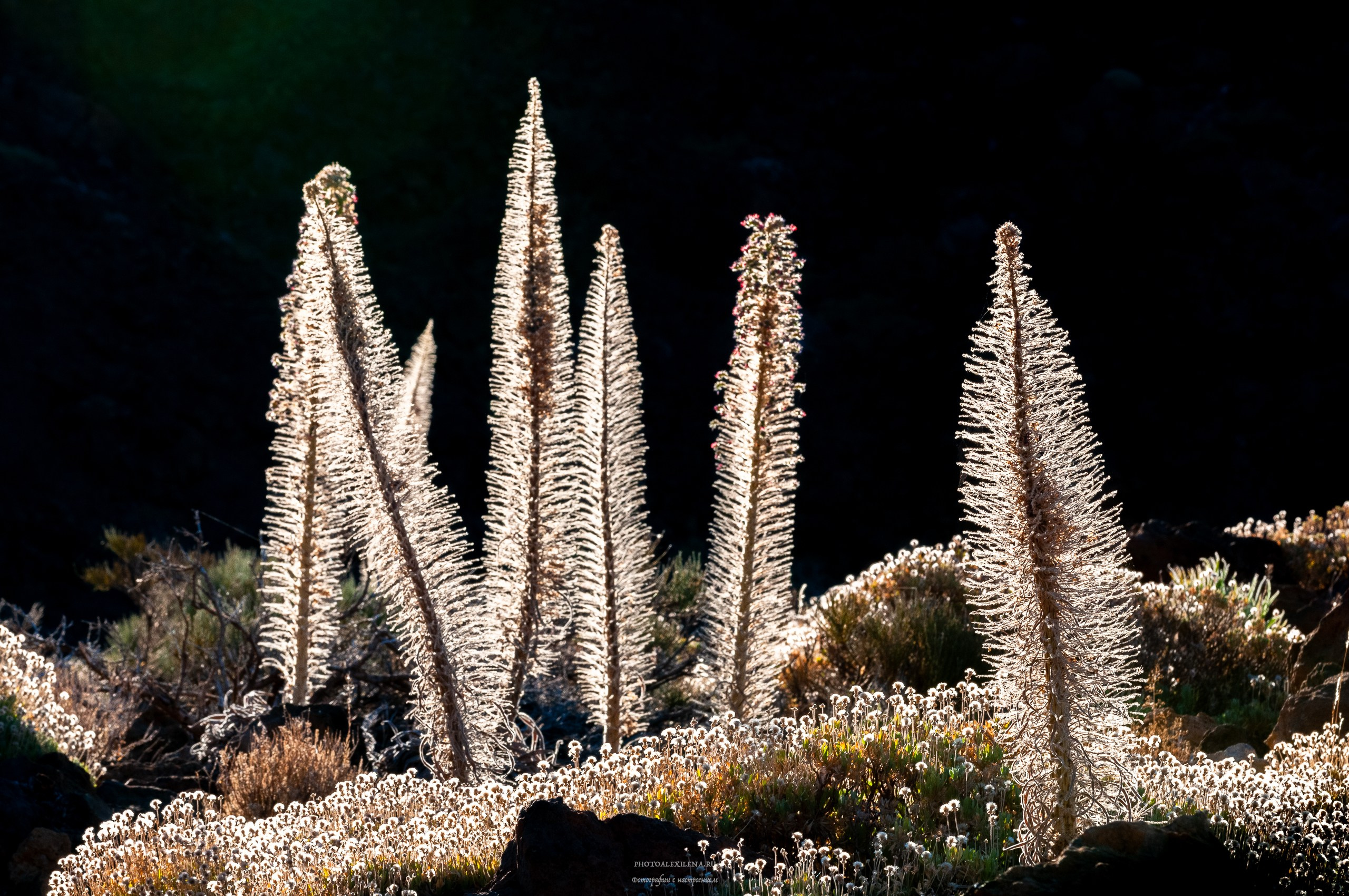 Осязаемая красота. Авторские стильные фотокартины